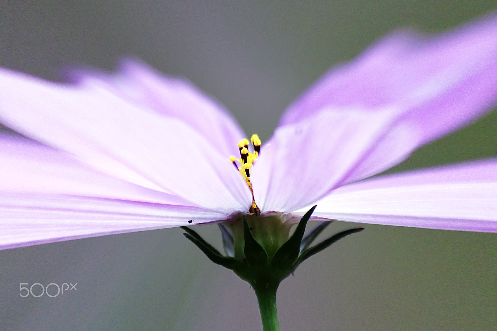 Sigma 70-300mm F4-5.6 APO DG Macro sample photo. Cosmos flower photography