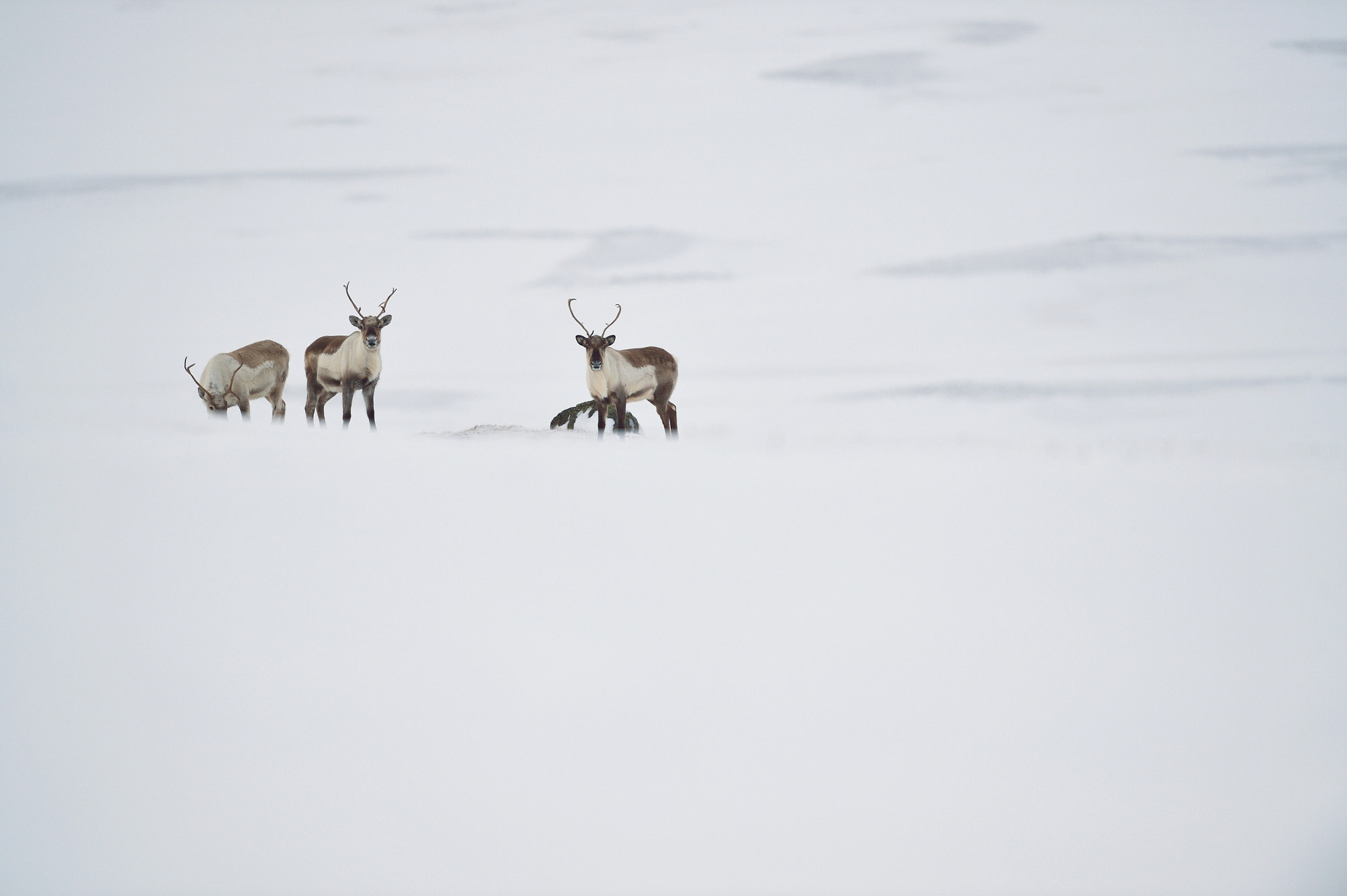 Nikon D4 + Nikon AF-S Nikkor 500mm F4G ED VR sample photo. Rennes - islande photography