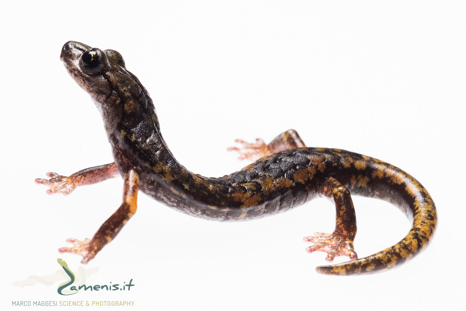 Nikon D810 sample photo. Strinati's cave salamander (hydromantes strinatii) on white background photography