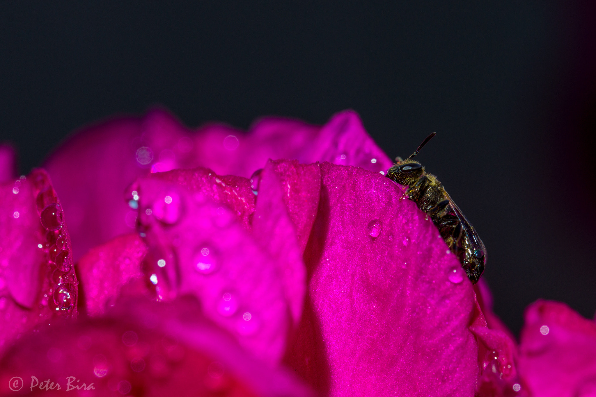 Sony SLT-A65 (SLT-A65V) sample photo. Wasp on a rose photography