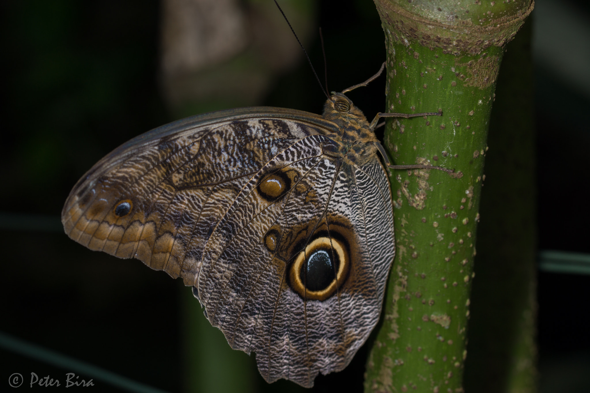 Sony SLT-A65 (SLT-A65V) + 90mm F2.8 Macro SSM sample photo. Butterfly photography