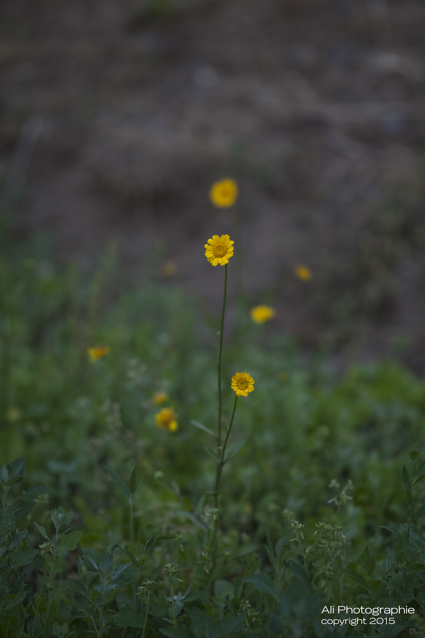 Canon EF 200mm f/2.8L sample photo. Nature photography