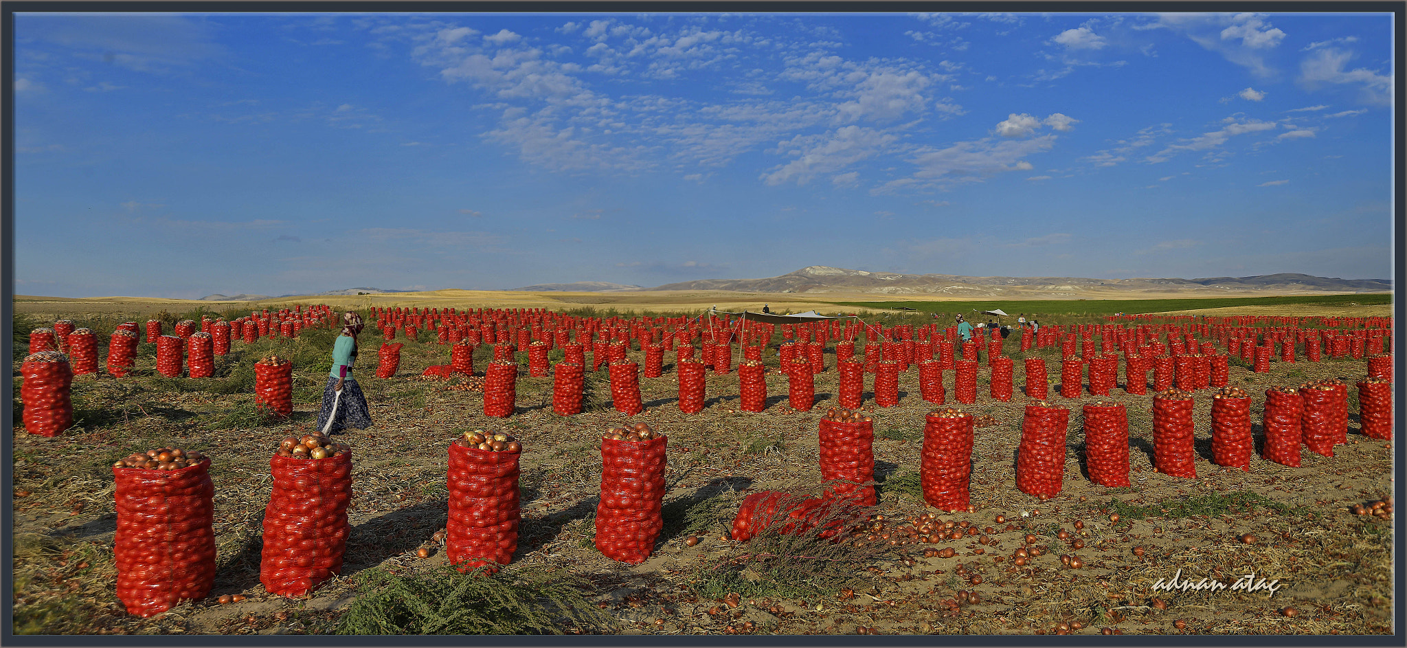 Nikon D5 sample photo. Soğan tarlası - onion field photography