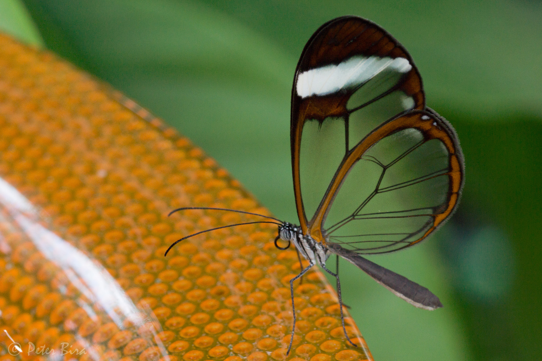 Sony SLT-A65 (SLT-A65V) + 90mm F2.8 Macro SSM sample photo. Butterfly photography