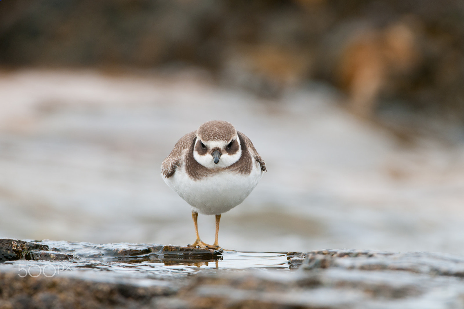 Nikon D300S + Nikon AF-S Nikkor 200-400mm F4G ED-IF VR sample photo. Charadrius hyaticula photography