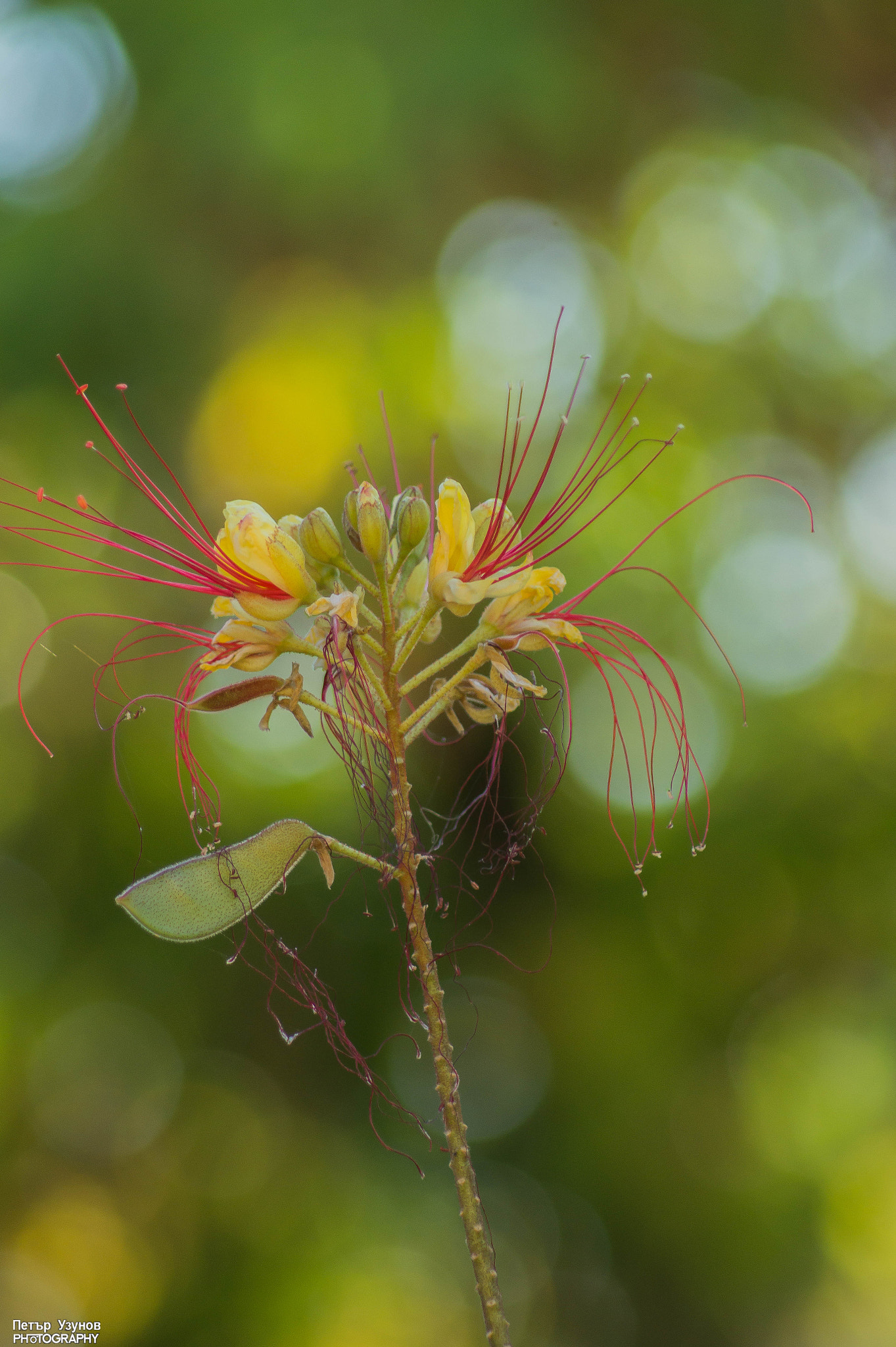 Sony 75-300mm F4.5-5.6 sample photo. Bokeeh photography