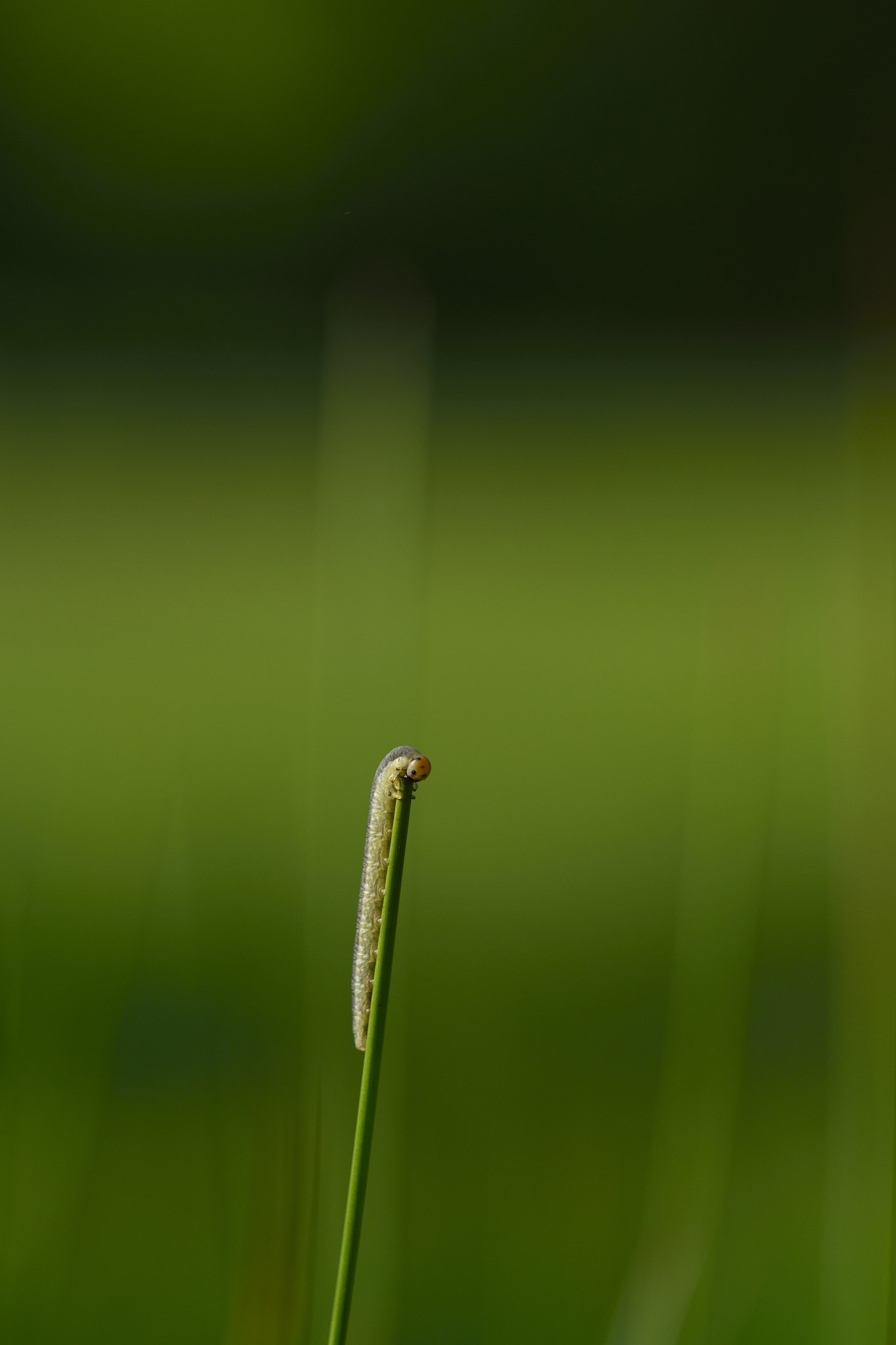 Sigma 150mm F2.8 EX DG OS Macro HSM sample photo. Chenille photography