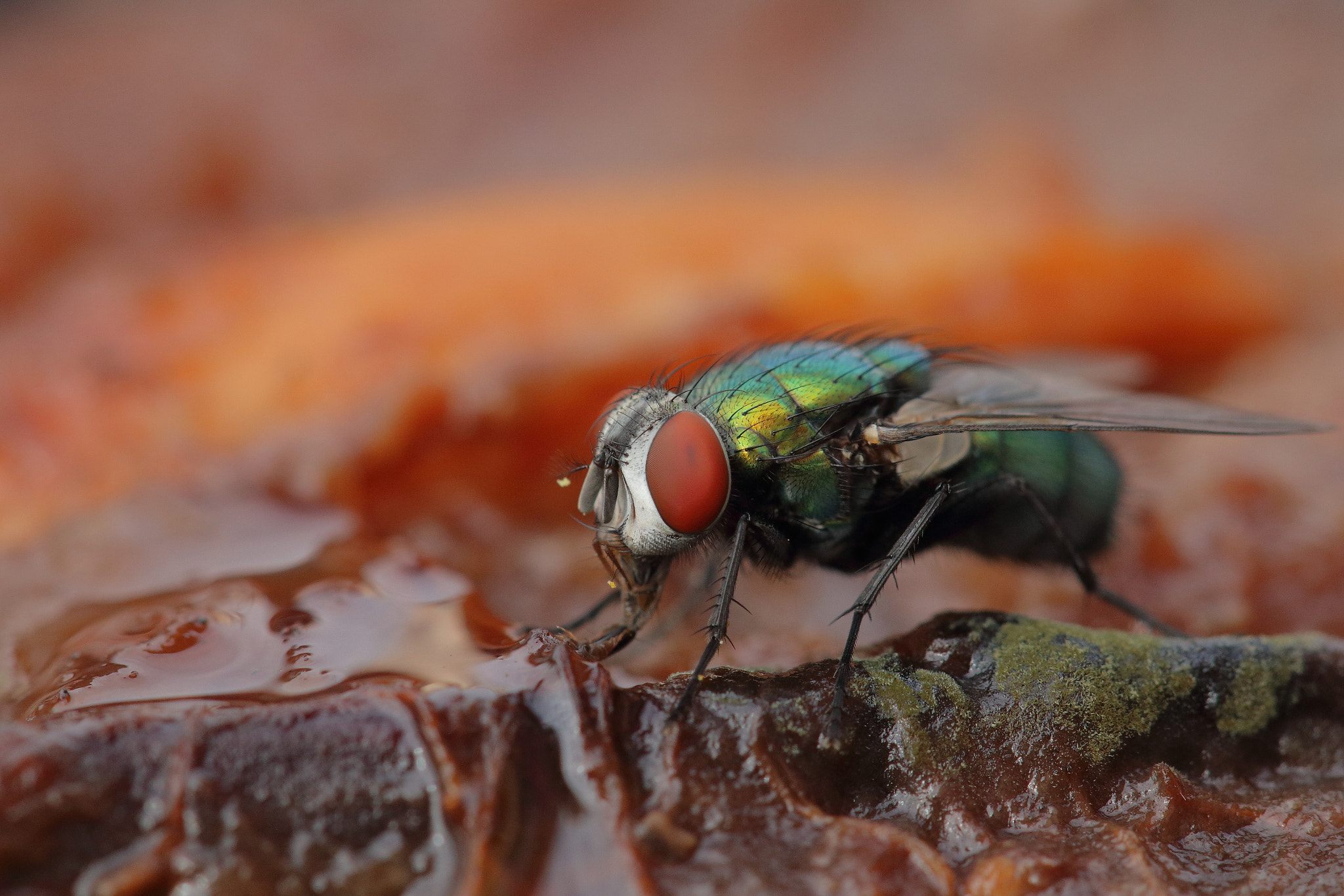 Canon EOS 70D + Canon EF 100mm F2.8L Macro IS USM sample photo. Queen of the rot... photography