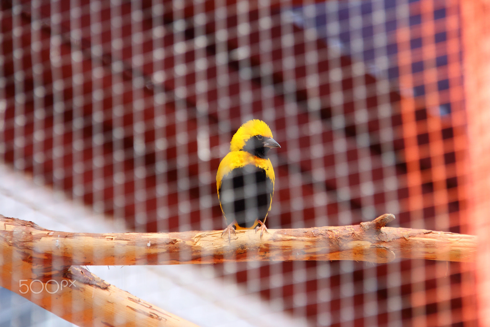 Canon EOS 650D (EOS Rebel T4i / EOS Kiss X6i) sample photo. Img photography