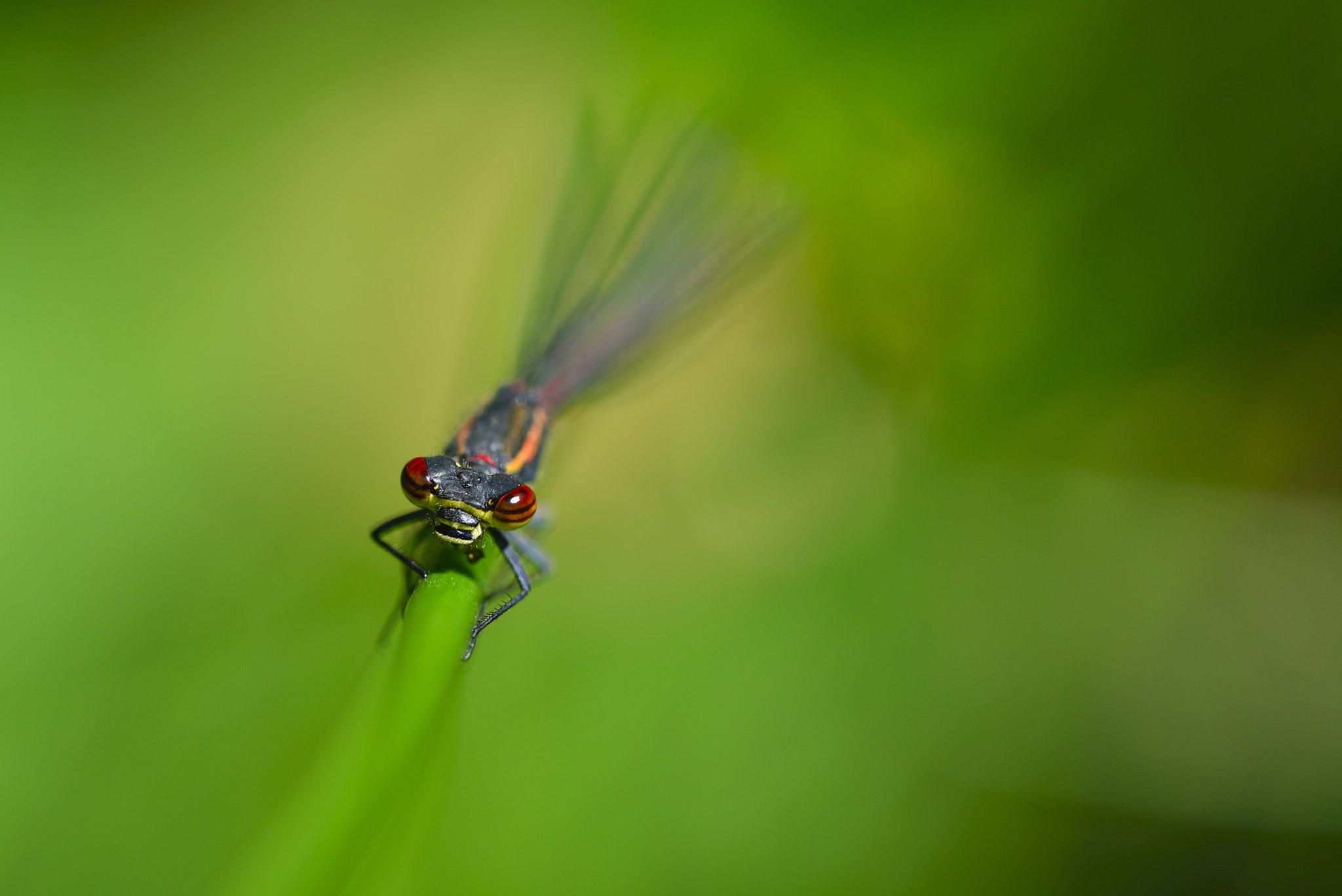 Nikon D800 + Sigma 150mm F2.8 EX DG OS Macro HSM sample photo. Agrion ou demoiselle photography