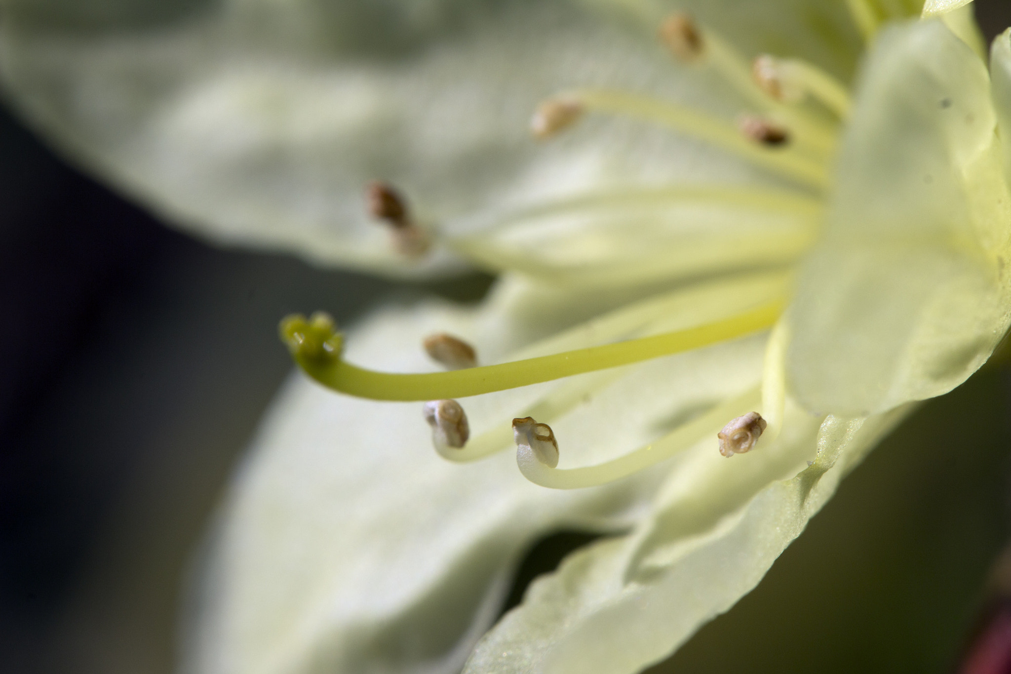 Tamron SP AF 60mm F2 Di II LD IF Macro sample photo. Flower photography