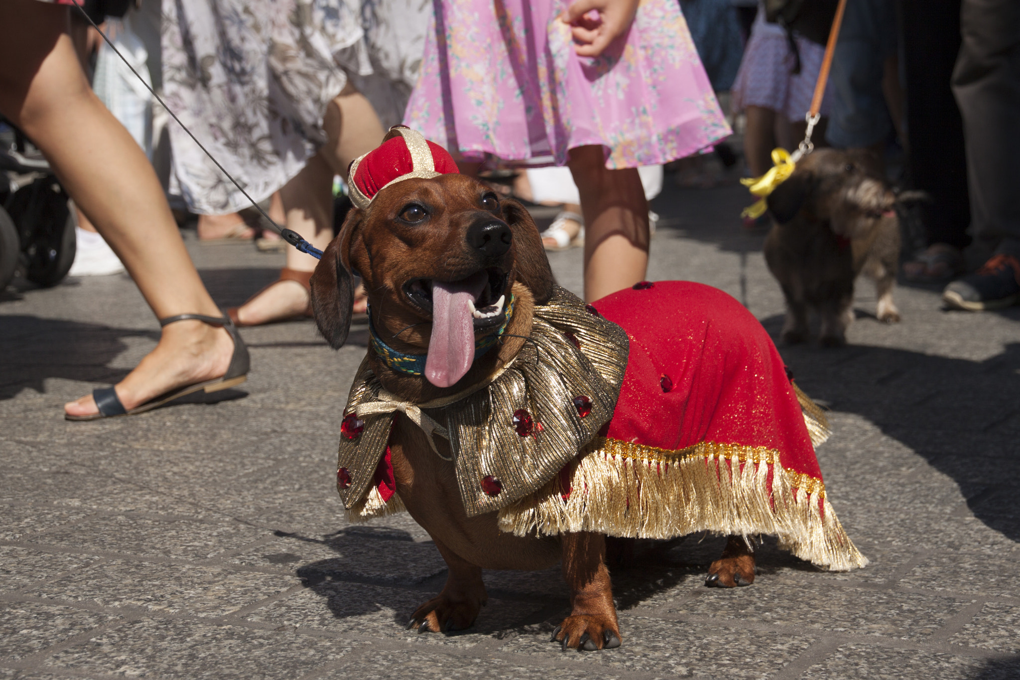 Canon EOS 50D sample photo. The dachshund king photography