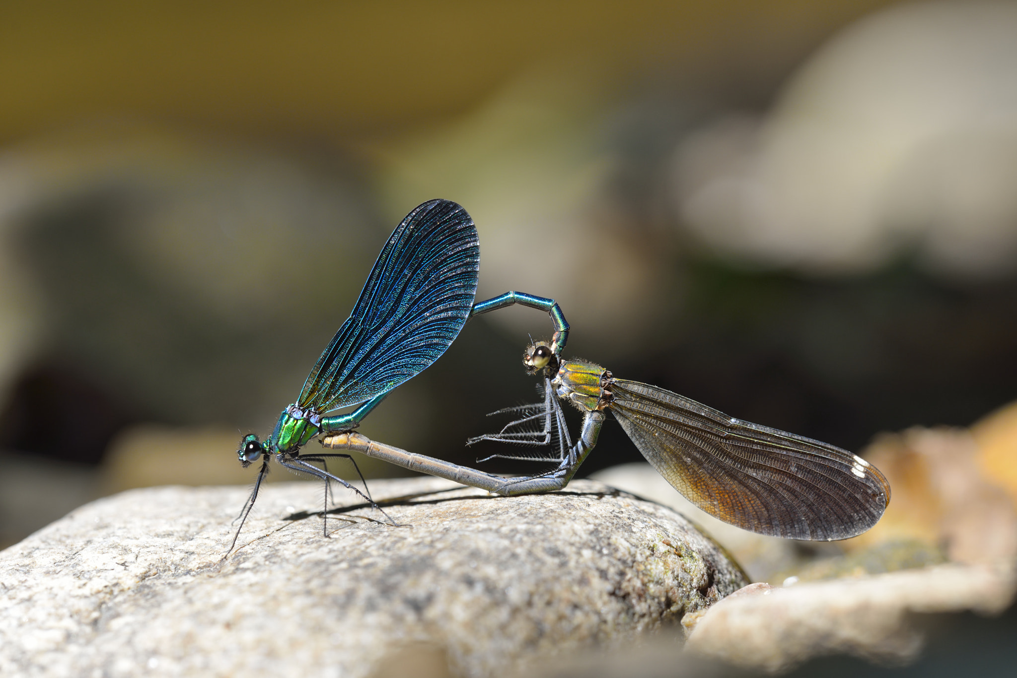 Sigma 150mm F2.8 EX DG OS Macro HSM sample photo. Demoiselles photography