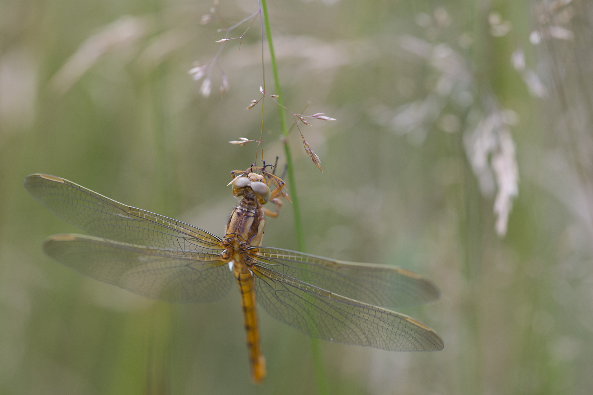 Sigma 150mm F2.8 EX DG OS Macro HSM sample photo. Libellule photography