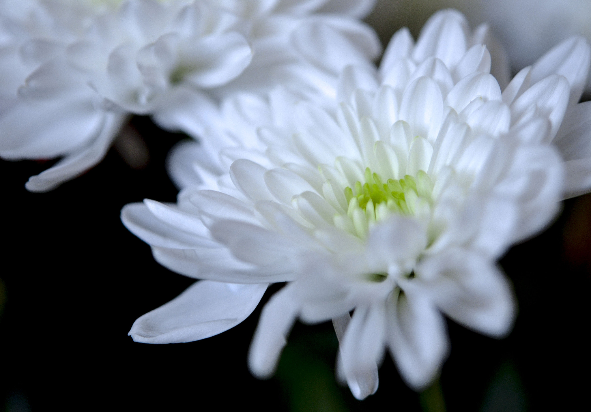Nikon D3100 sample photo. White flower photography