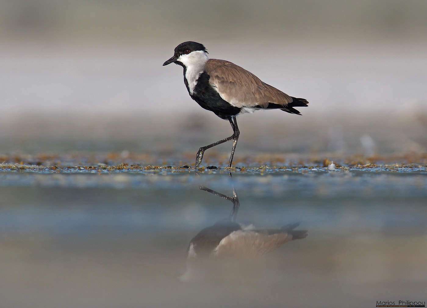 OLYMPUS 300mm Lens sample photo. Spur-winged lapwing photography