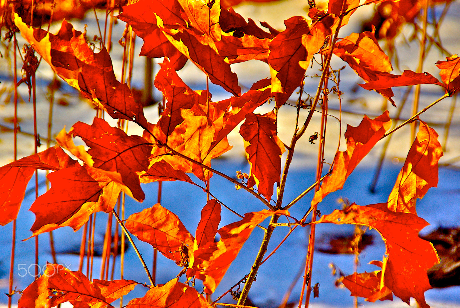 Pentax K10D sample photo. ''lovely autumn'' photography