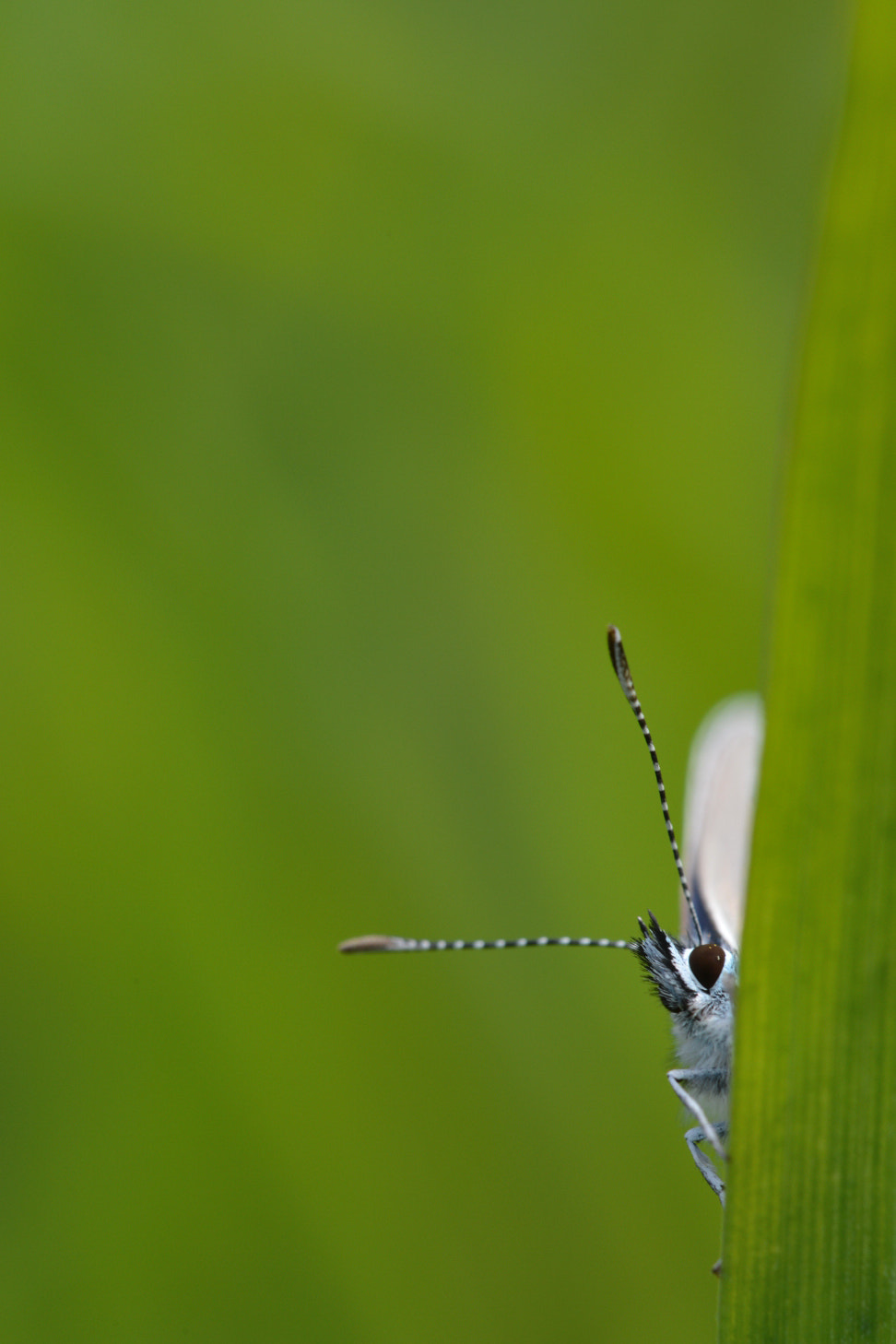 Nikon D4 + Sigma 150mm F2.8 EX DG OS Macro HSM sample photo. Azuré commun photography