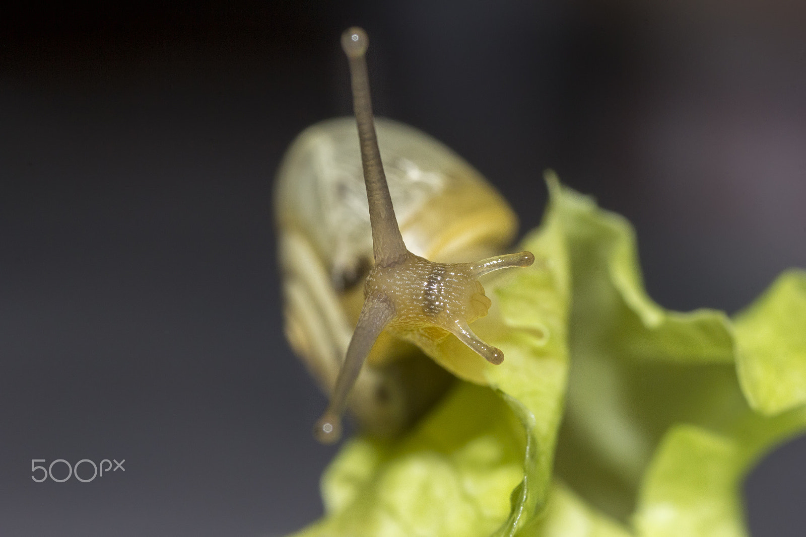 Canon MP-E 65mm F2.5 1-5x Macro Photo sample photo. Close photography