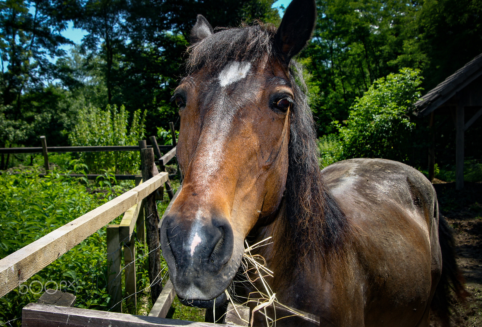 Canon EOS 500D (EOS Rebel T1i / EOS Kiss X3) sample photo. Horse looking at a curious visitor photography