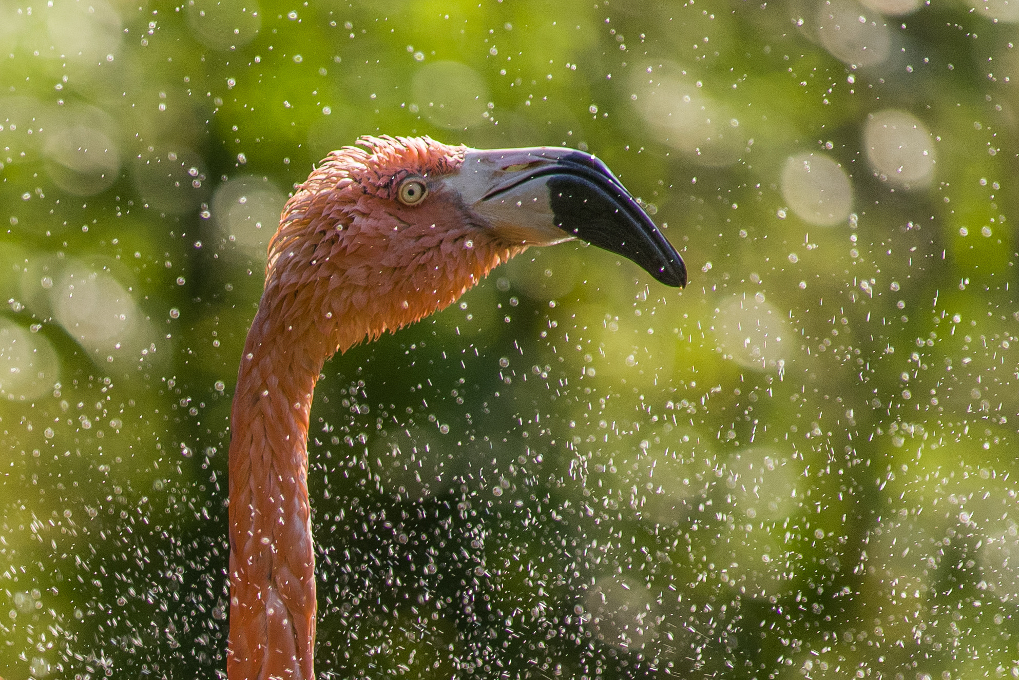 Pentax smc DA* 300mm F4.0 ED (IF) SDM sample photo. Flamingo photography