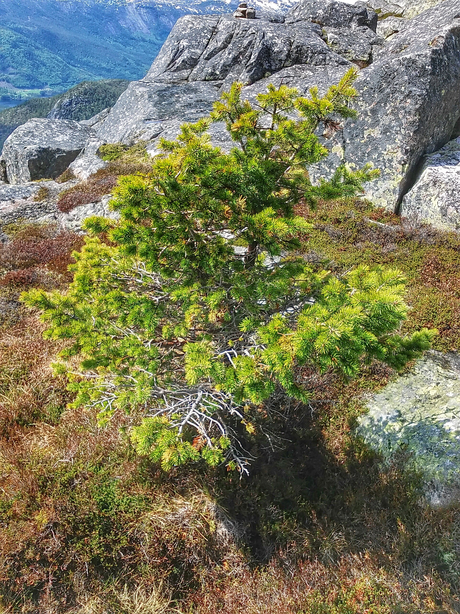 LG LEON 4G LTE sample photo. ~ photography