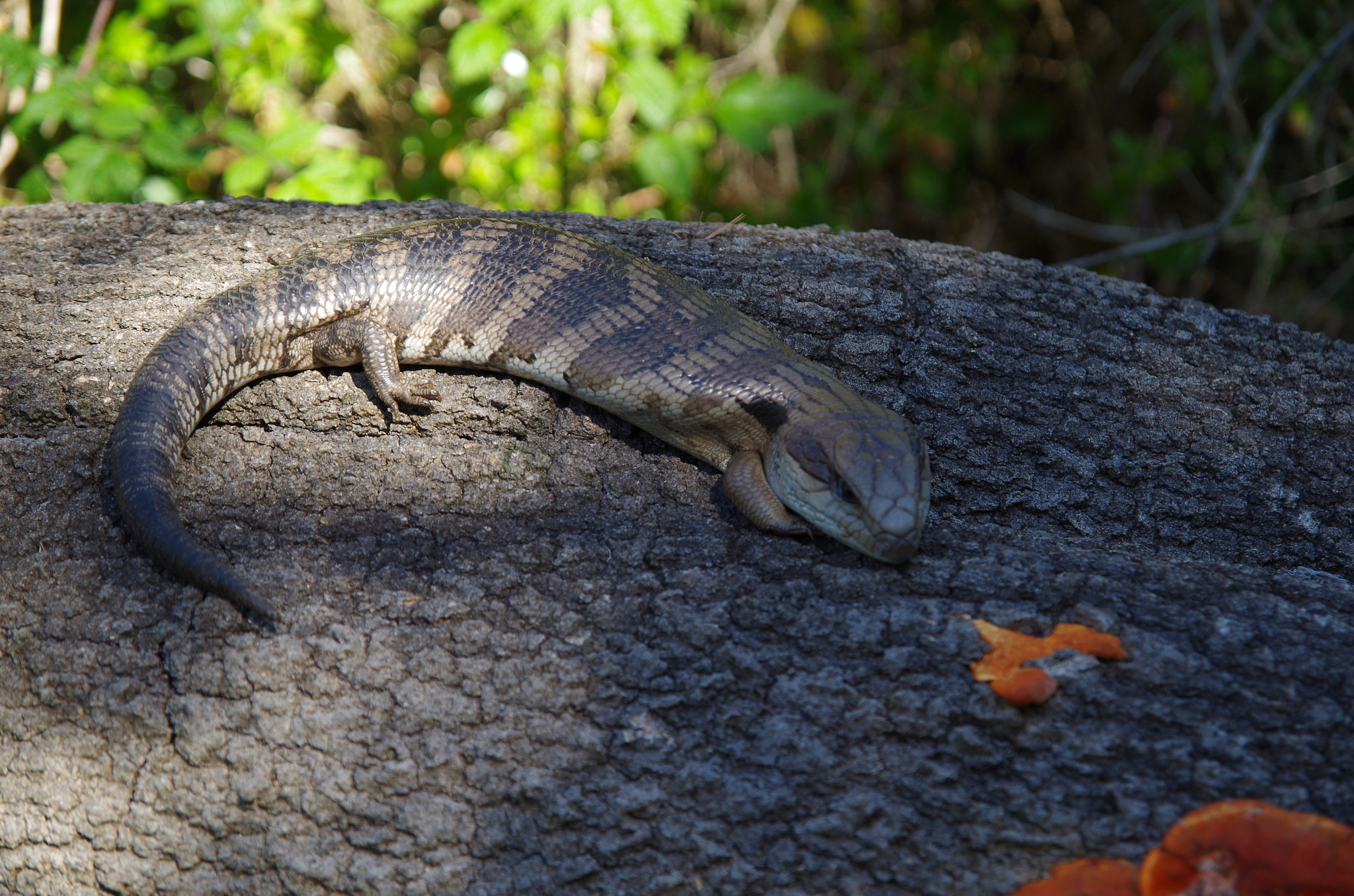 Sigma 17-70mm F2.8-4.5 DC Macro sample photo. Catching some rays photography