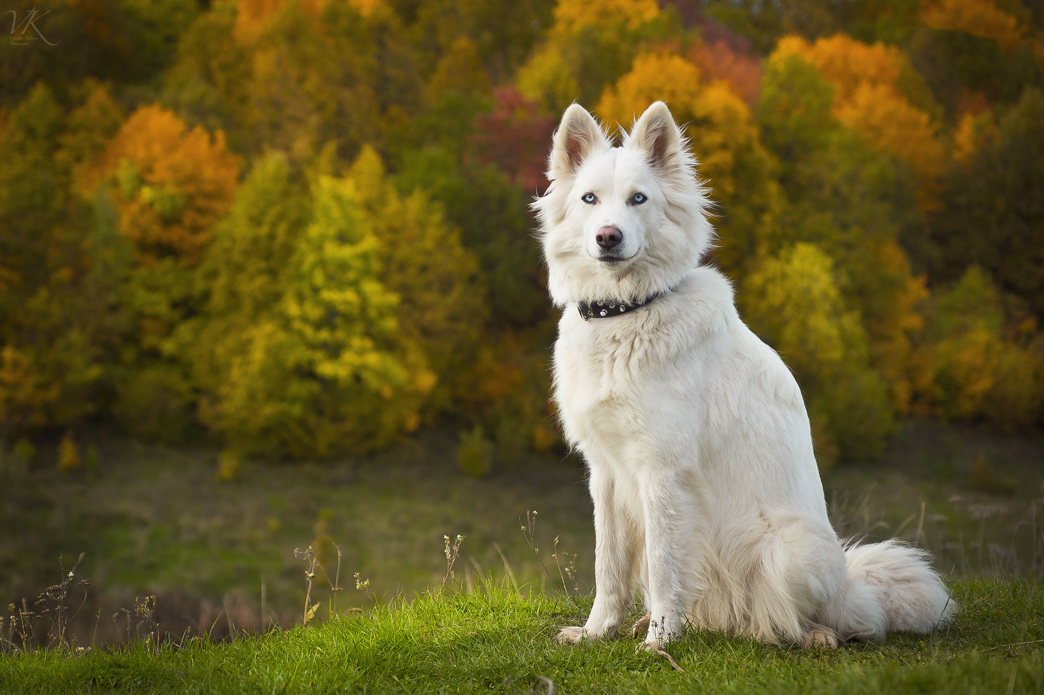 Sony SLT-A58 sample photo. Yakutian laika photography