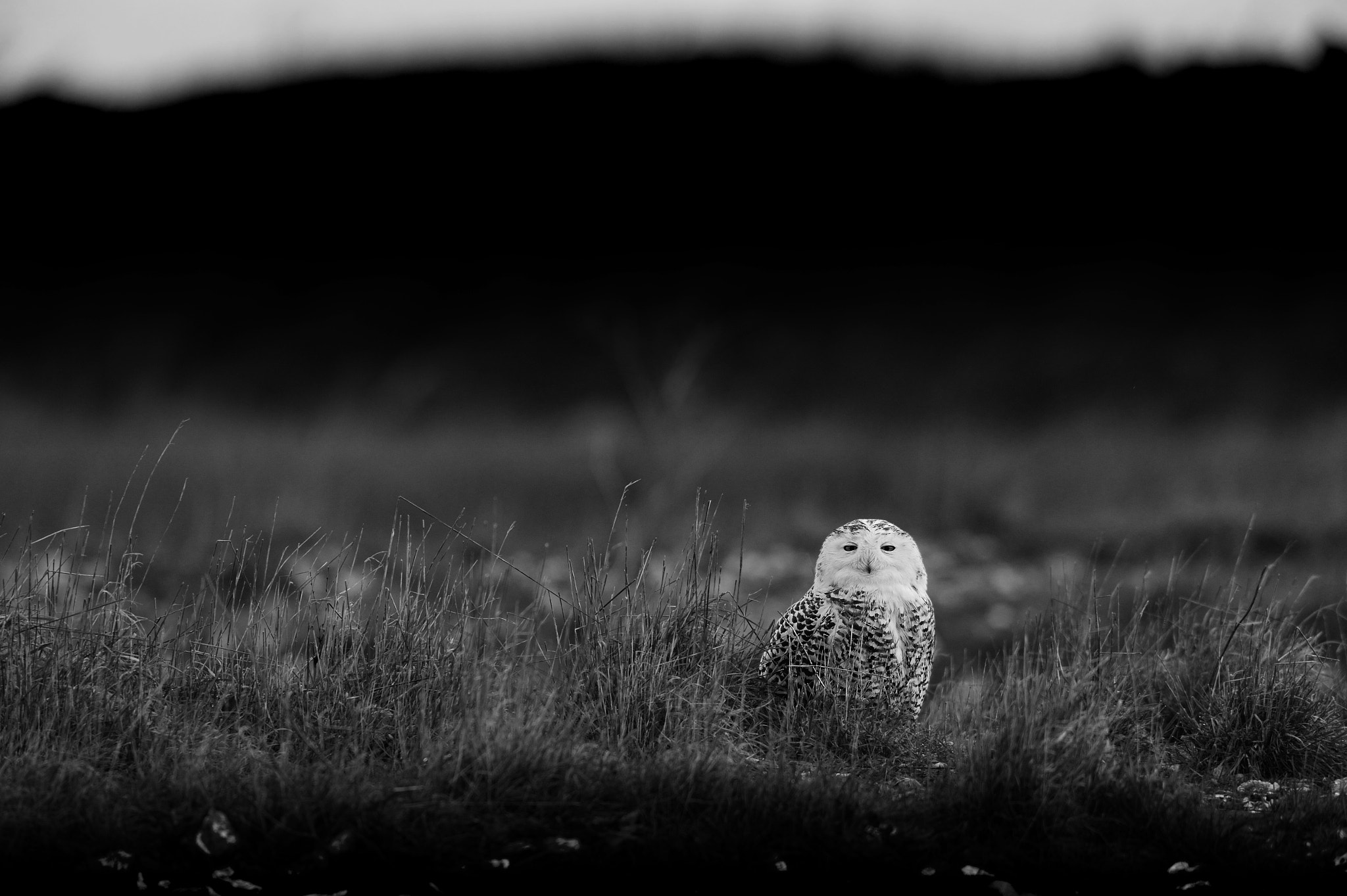 Nikon AF-S Nikkor 400mm F2.8G ED VR II sample photo. Harfang des neiges - bubo scandiacus photography