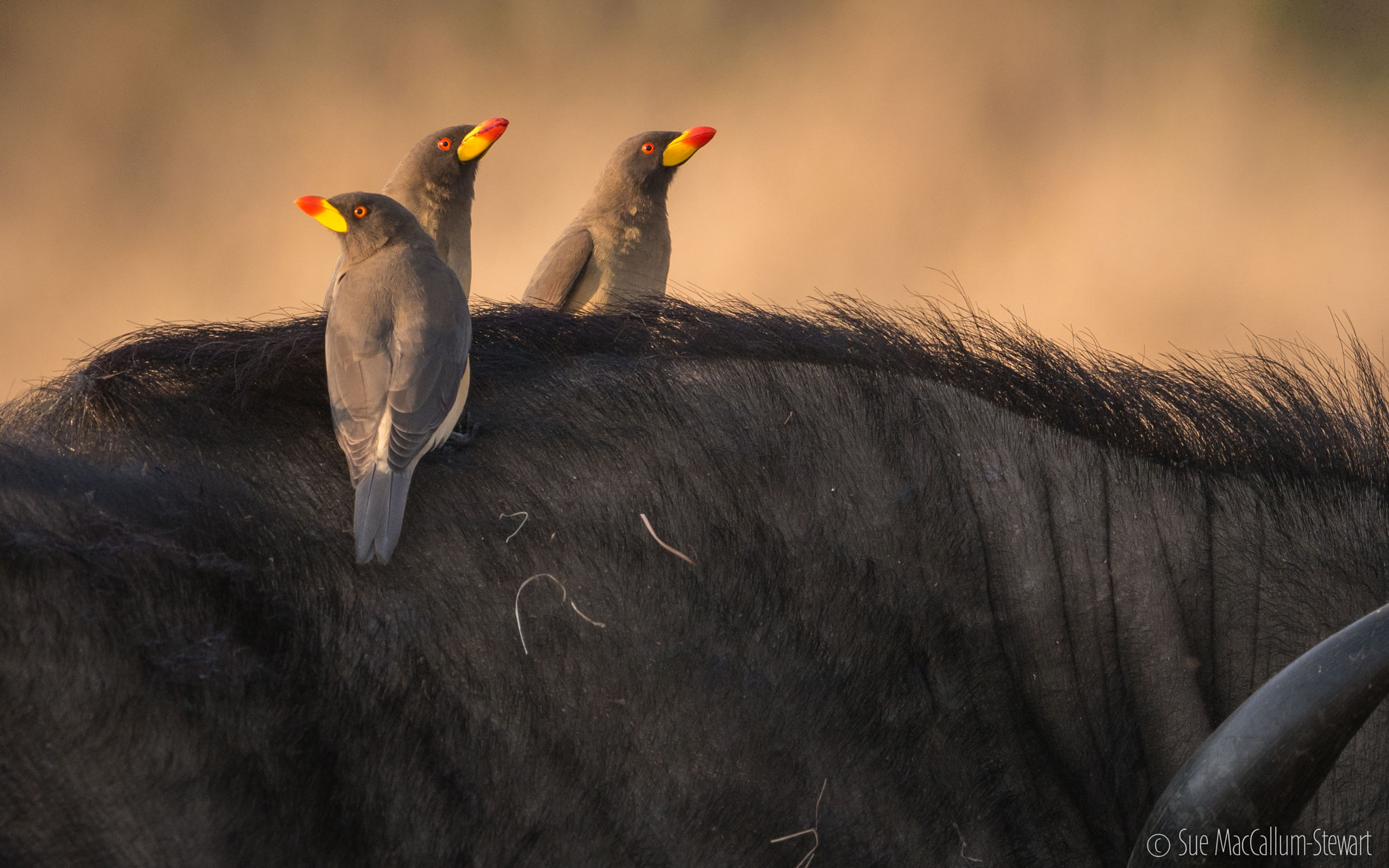 Olympus OM-D E-M5 + OLYMPUS M.300mm F4.0 sample photo. Oxpeckers photography