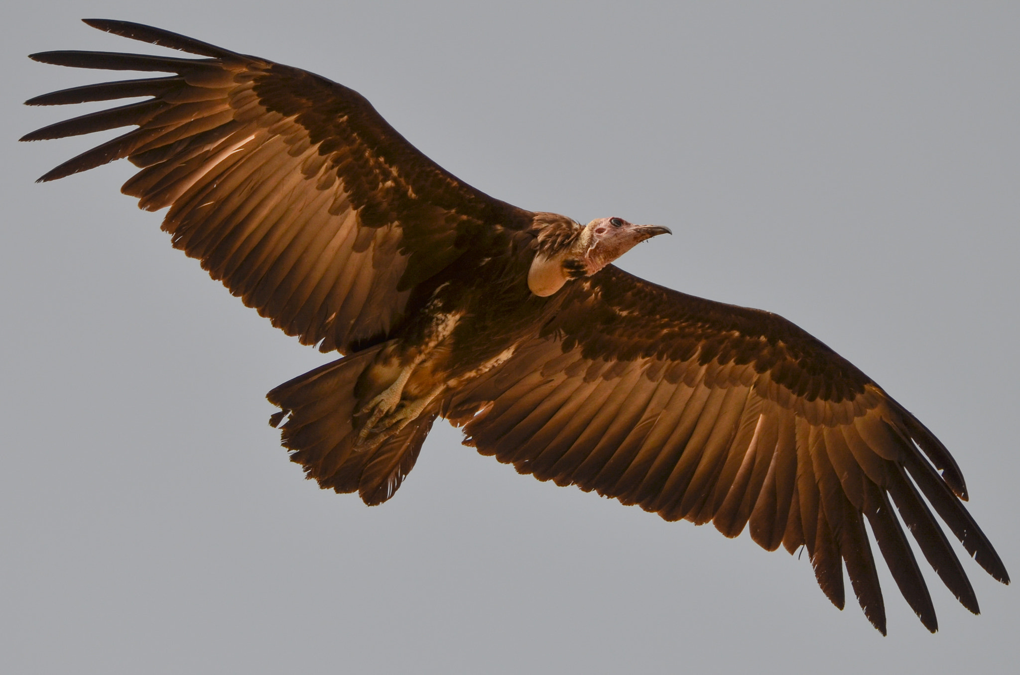 Nikon D5100 + Tamron SP 150-600mm F5-6.3 Di VC USD sample photo. Hooded vulture in flight photography