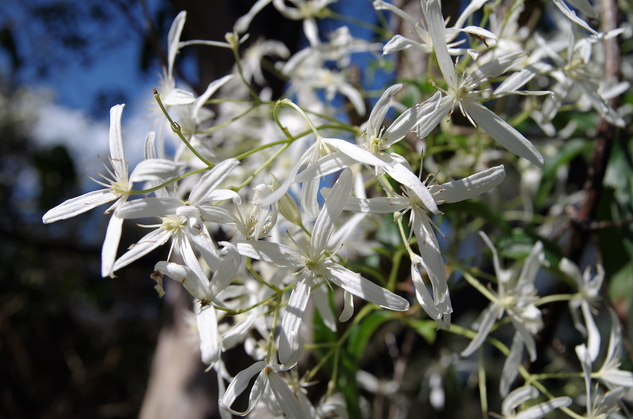 Sigma 17-70mm F2.8-4.5 DC Macro sample photo. Little white, clematis photography