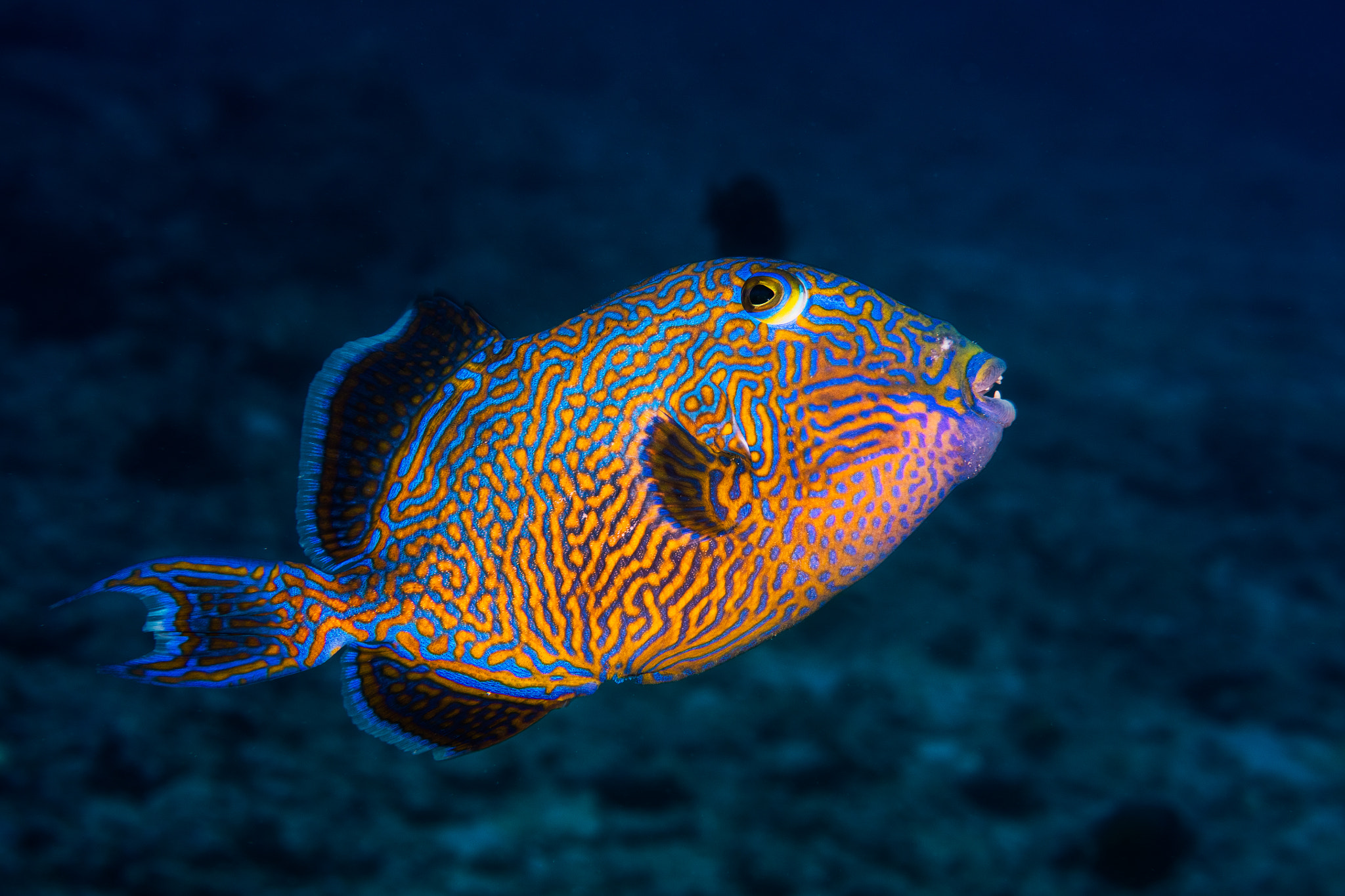 Canon EOS 5DS sample photo. Blue triggerfish photography
