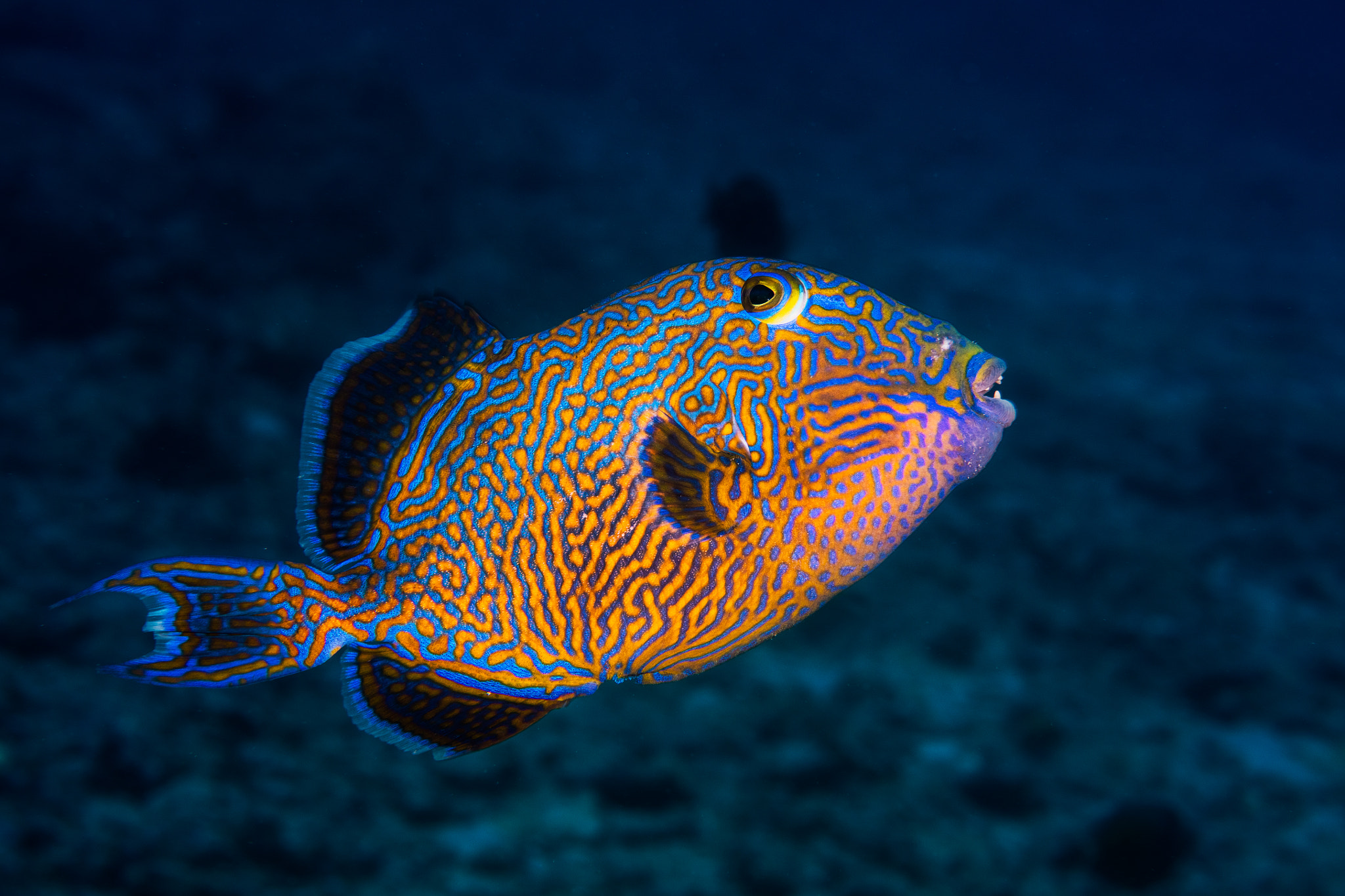 Canon EF 100mm F2.8 Macro USM sample photo. Blue triggerfish photography