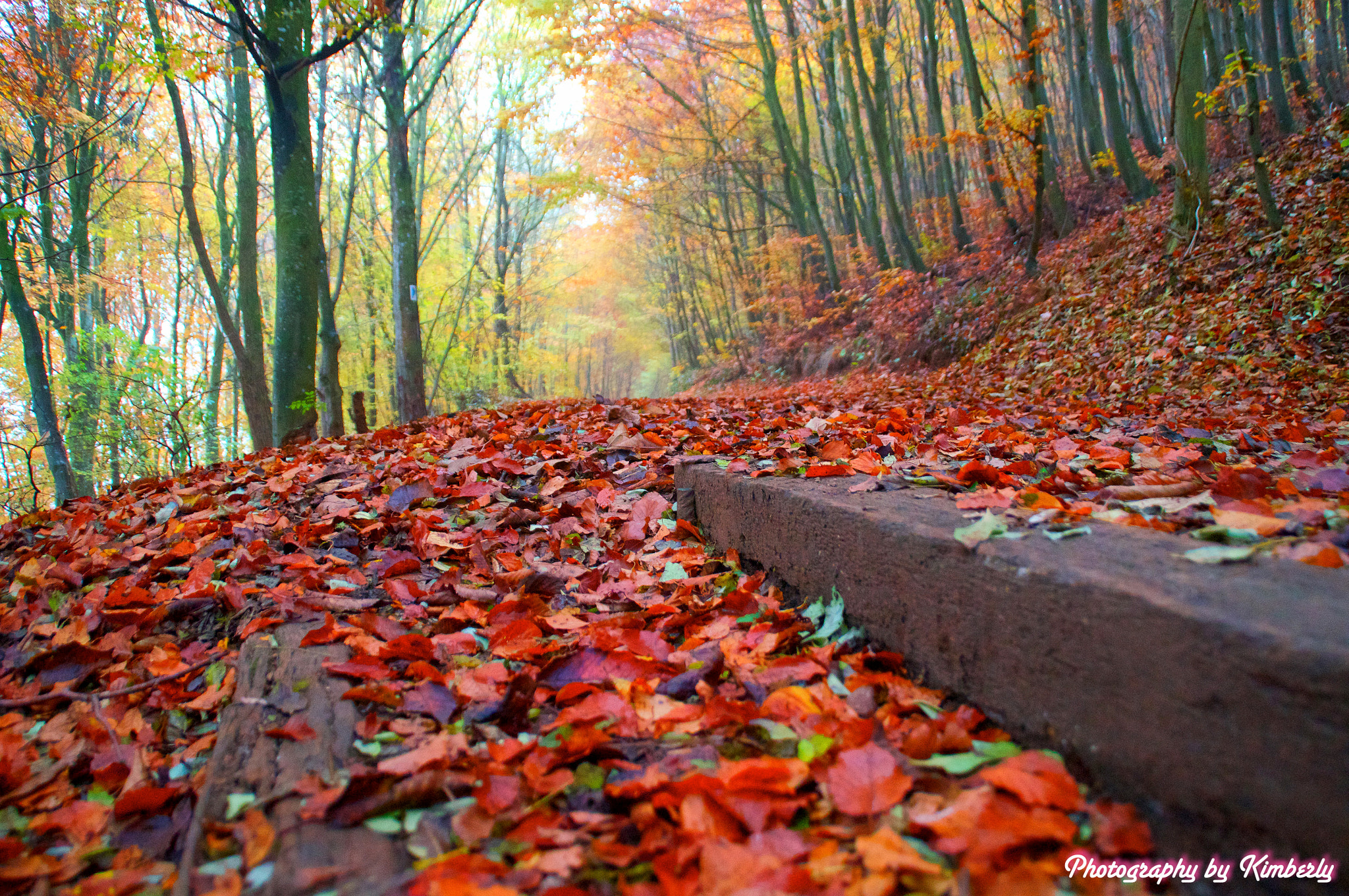 Sony SLT-A57 sample photo. Autumn photography
