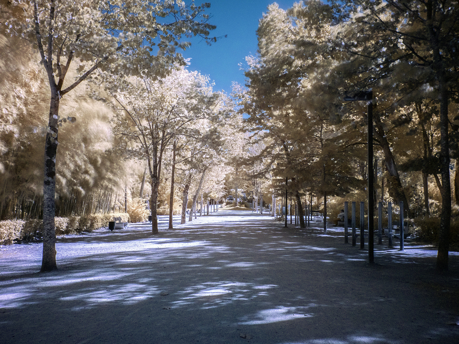 Panasonic Lumix DMC-GX8 sample photo. Aveiro_infrared8 photography