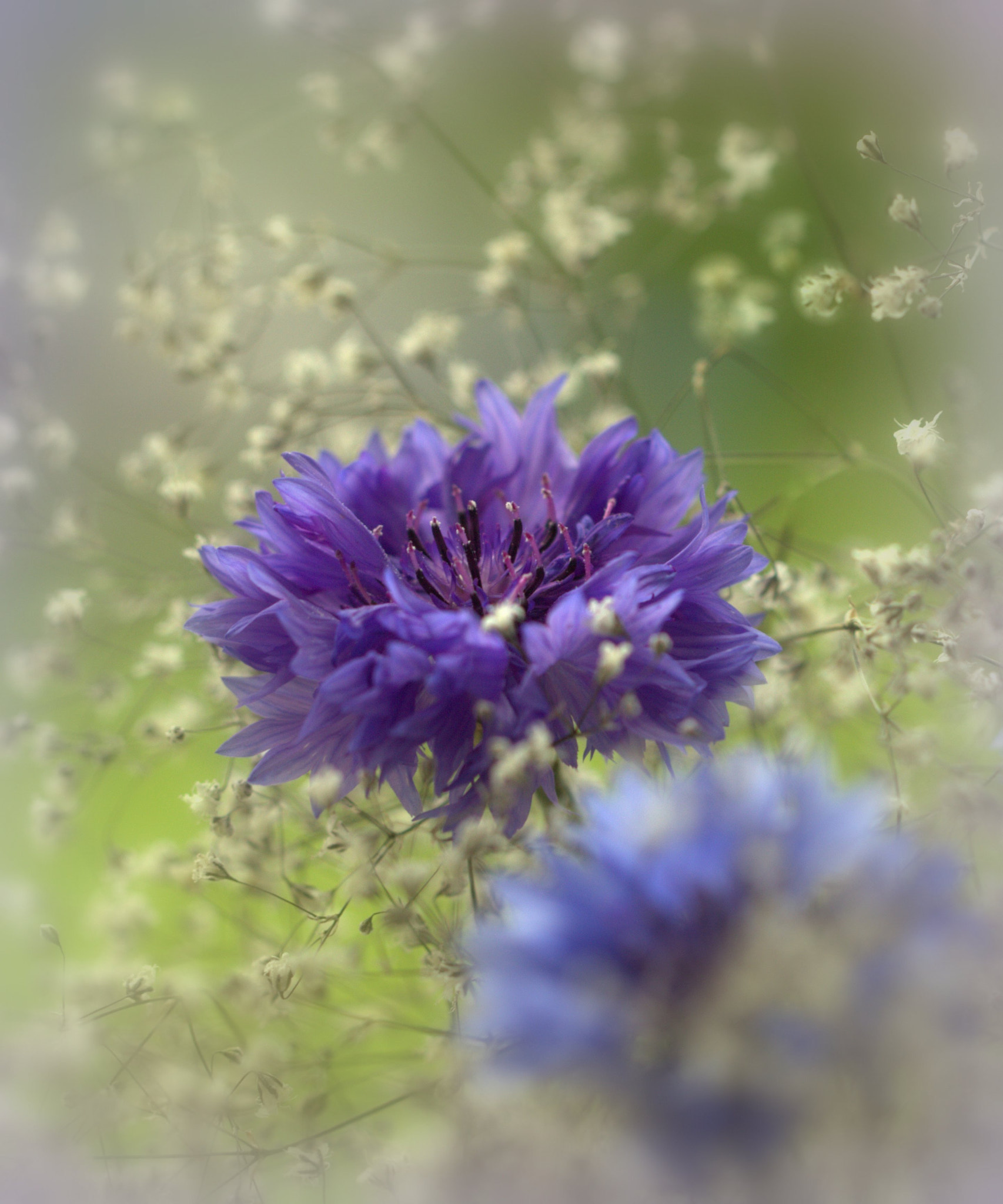 Canon EOS 600D (Rebel EOS T3i / EOS Kiss X5) + Canon EF 100mm F2.8L Macro IS USM sample photo. Cornflower photography