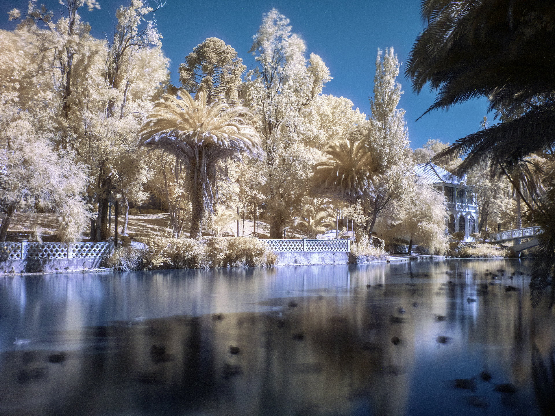 Panasonic Lumix DMC-GX8 sample photo. Aveiro_infrared9 photography