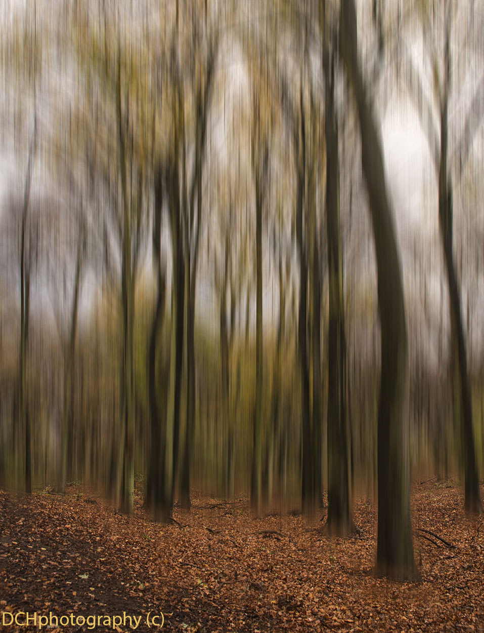 Sigma 18-200mm f/3.5-6.3 DC OS sample photo. Dancing trees photography