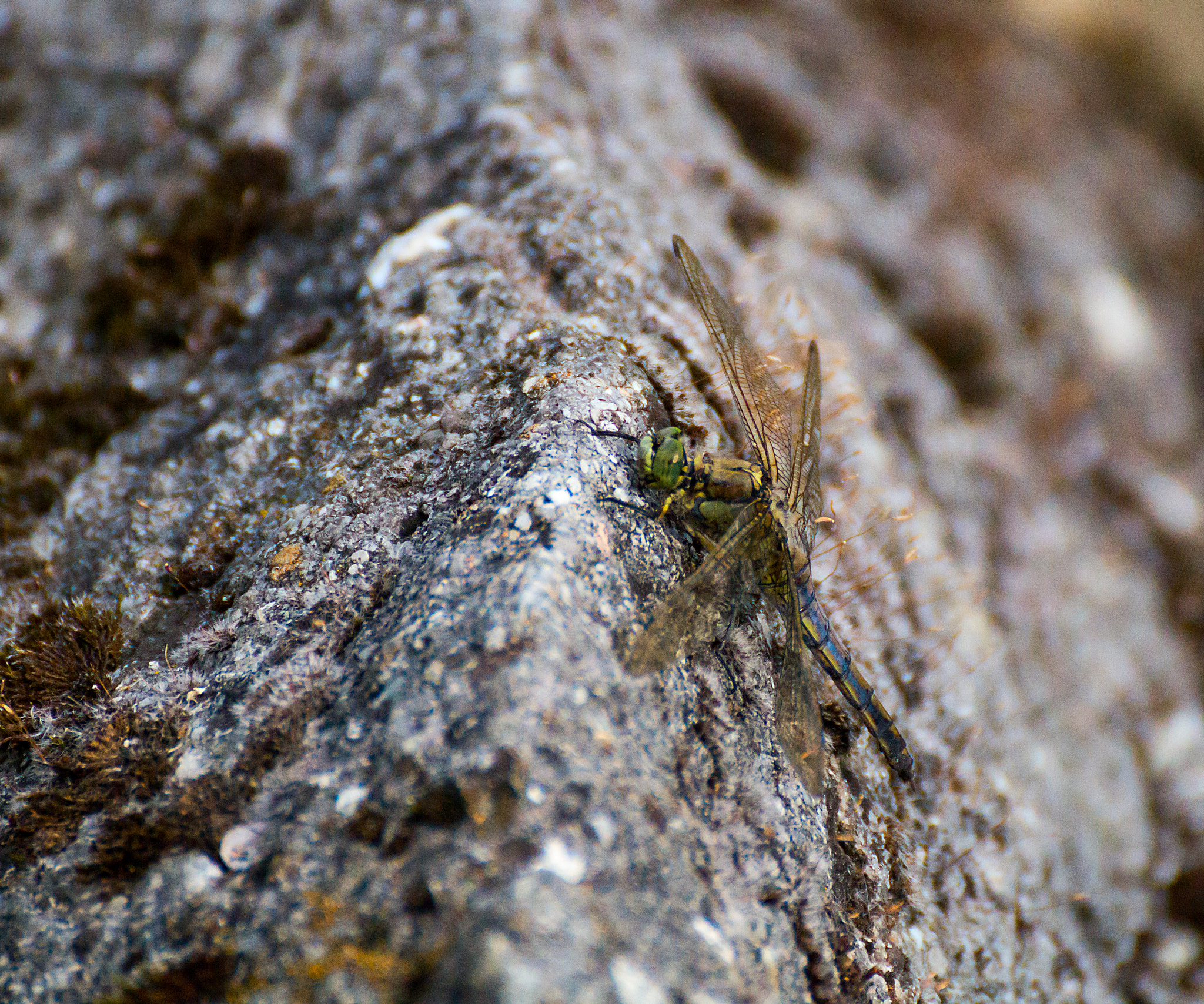 Tamron SP 70-300mm F4-5.6 Di USD sample photo. Dragonfly...( odonata) photography