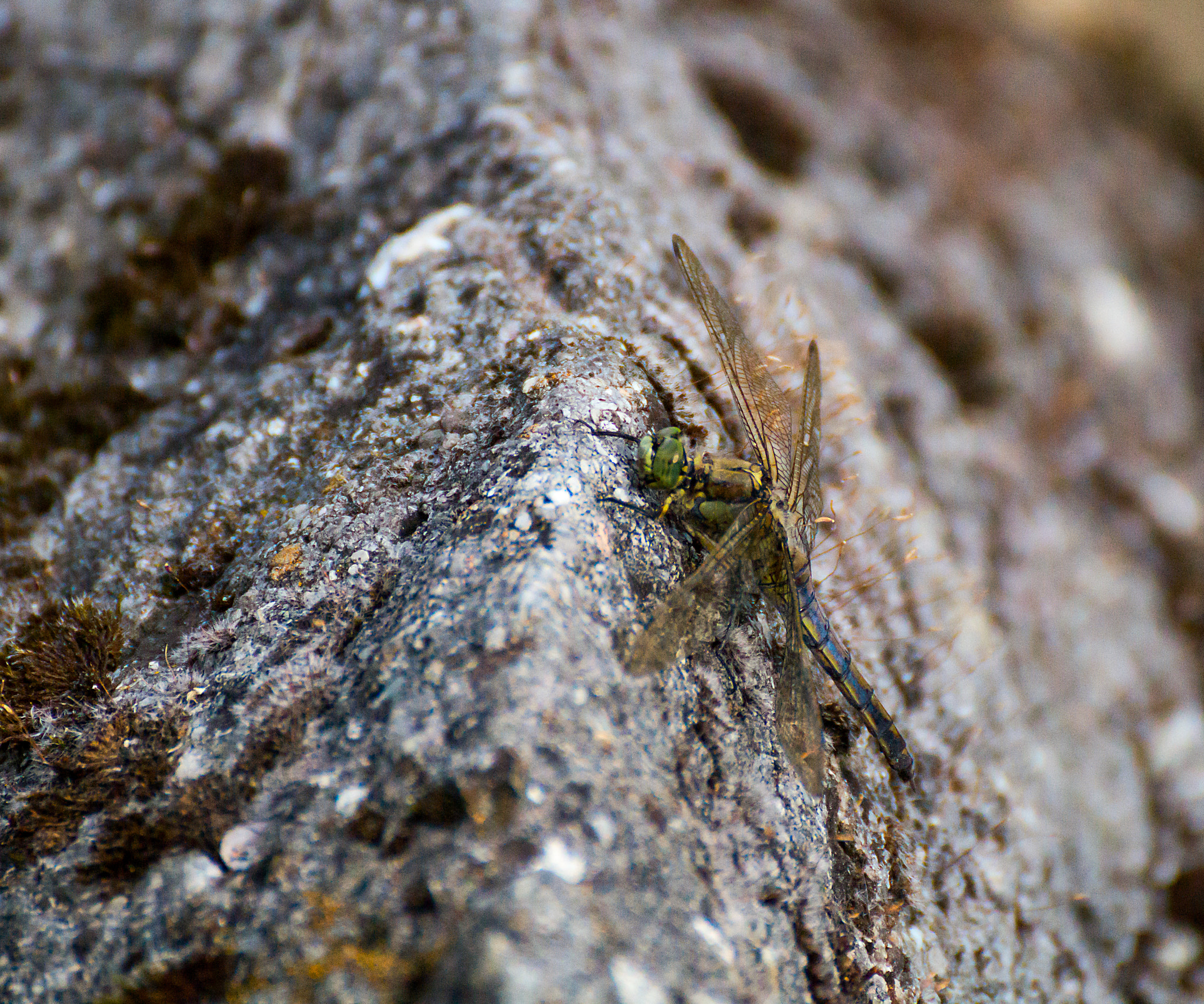 Sony SLT-A58 + Tamron SP 70-300mm F4-5.6 Di USD sample photo. Dragonfly...( odonata) photography