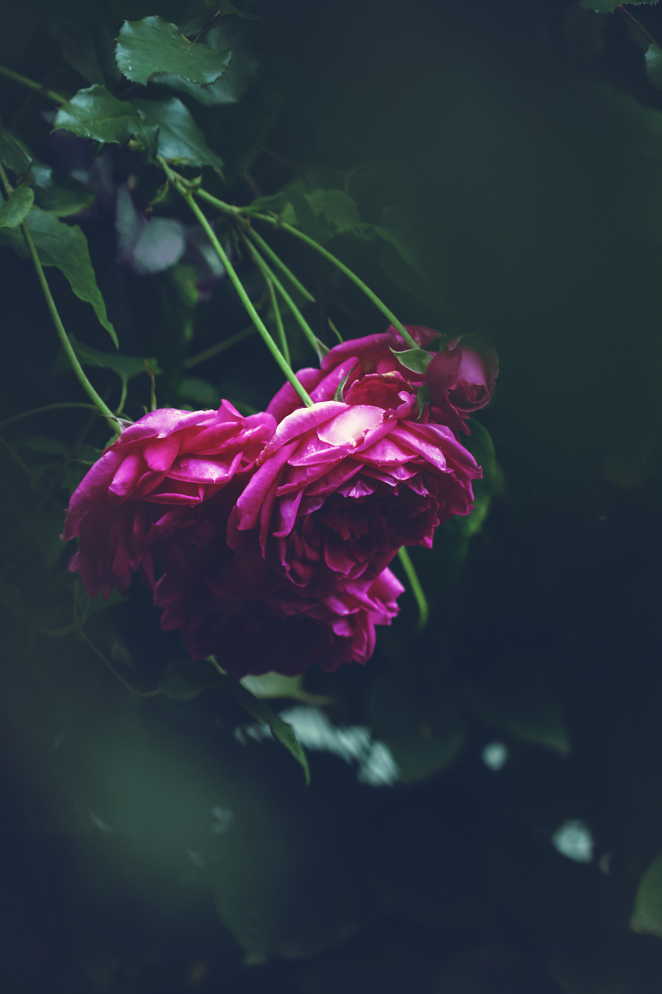 Canon EF 100mm F2.8 Macro USM sample photo. Evening garden photography
