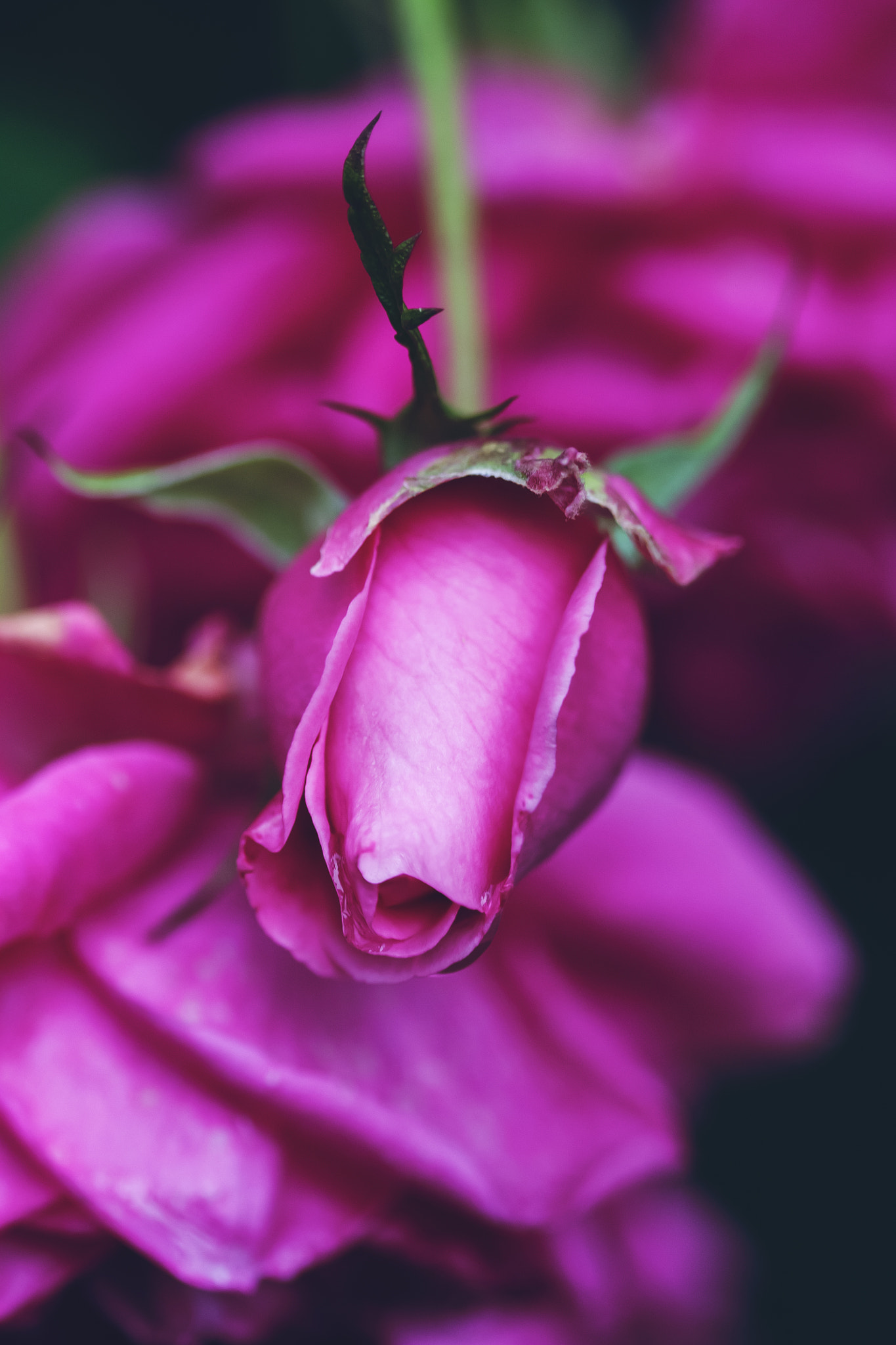 Canon EF 100mm F2.8 Macro USM sample photo. Pink bud photography