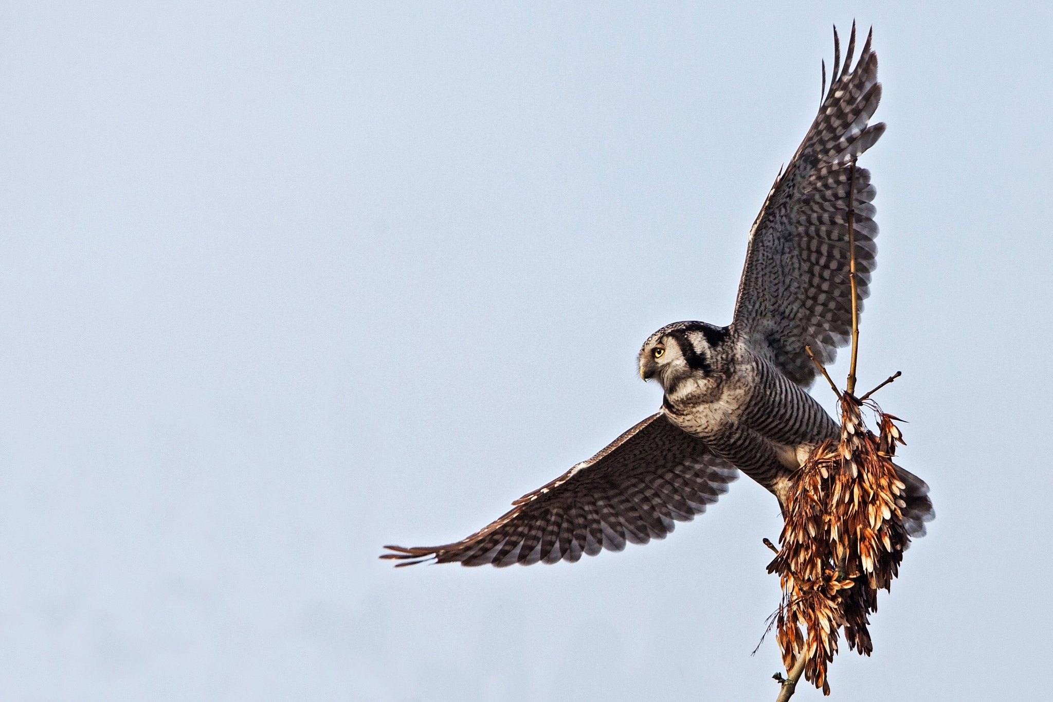 Canon EF 500mm F4L IS USM sample photo. Northern hawk owl photography