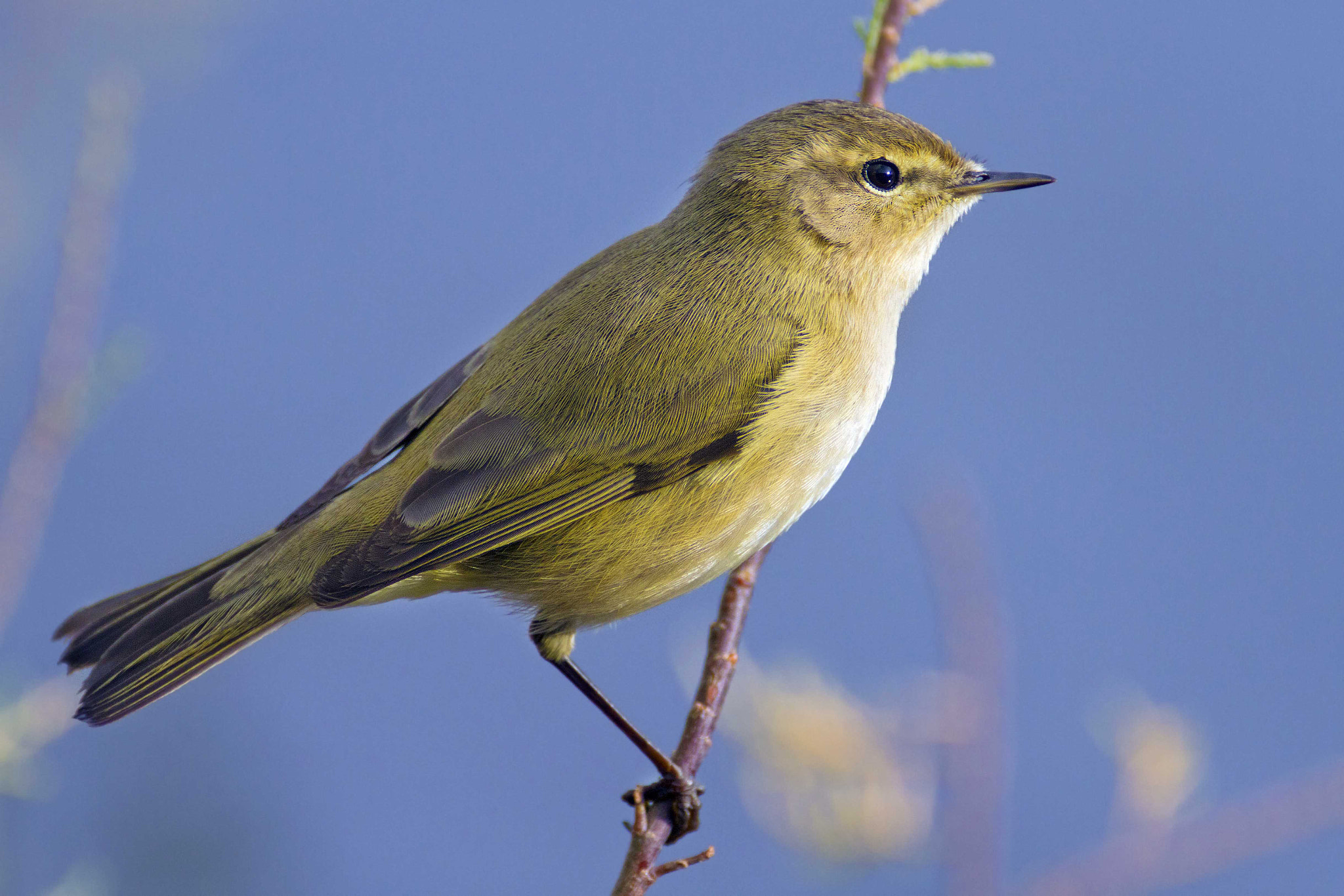 Canon EF 300mm f/2.8L + 2x sample photo. Chiffchaff photography