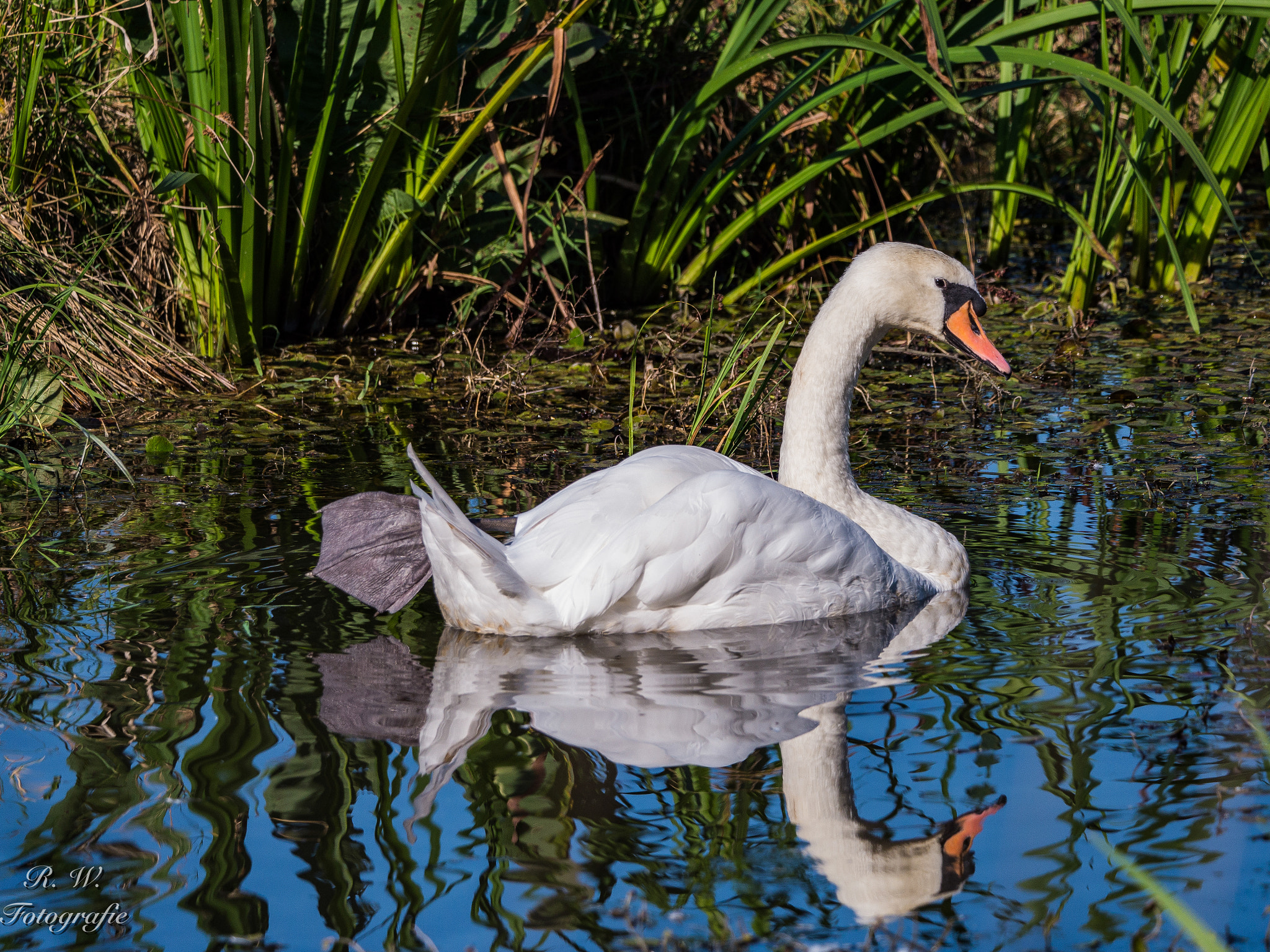 Panasonic Lumix DMC-GH3 + LEICA DG 100-400/F4.0-6.3 sample photo. Schwan photography