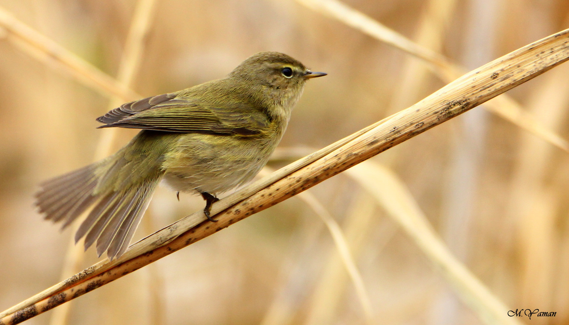 Tamron SP 150-600mm F5-6.3 Di VC USD sample photo. Tired of waiting for a women :) photography