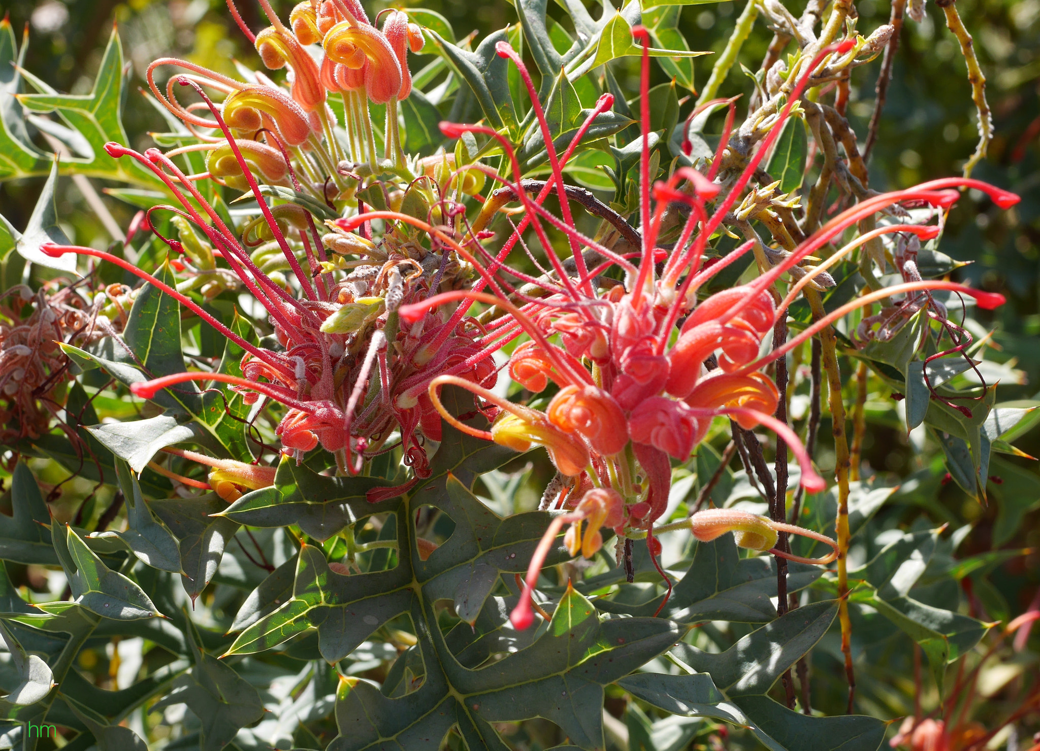 Panasonic Lumix DMC-GX7 + Panasonic Lumix G Macro 30mm F2.8 ASPH Mega OIS sample photo. Fuchsia grevillea photography