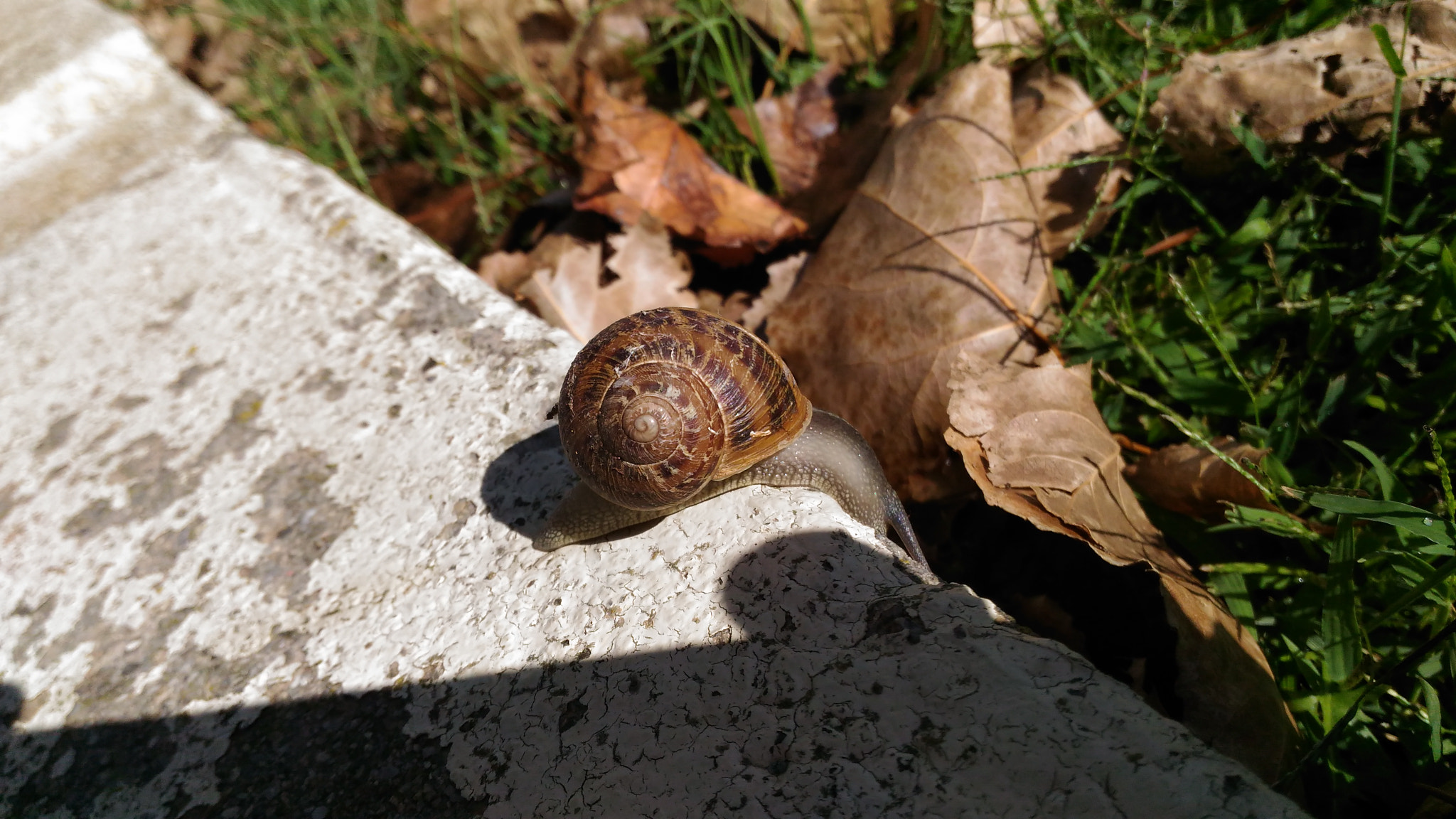 ASUS ZenFone Max (ZC550KL) sample photo. Zoom, zoom, zoom photography