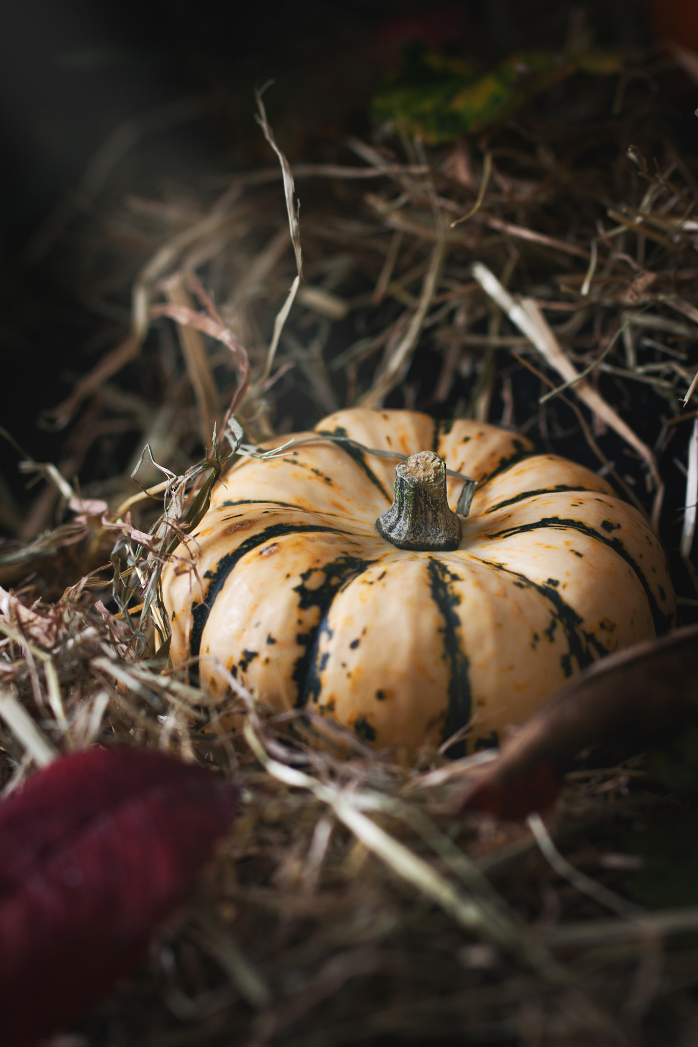 Canon EOS 50D sample photo. Still life with pumpkins on a hay with autumn leaves, closeup photography